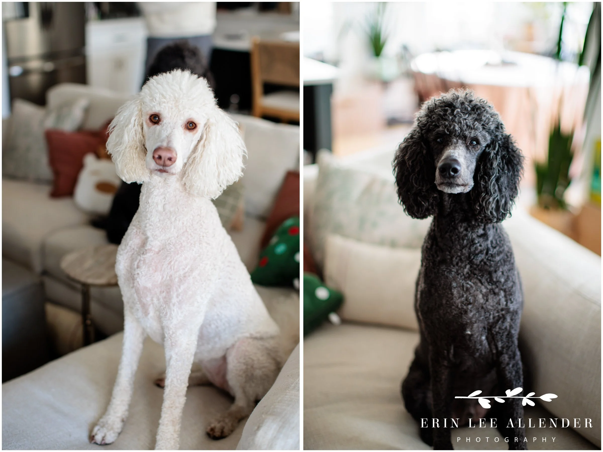 Poodles in the home during an in-home maternity session