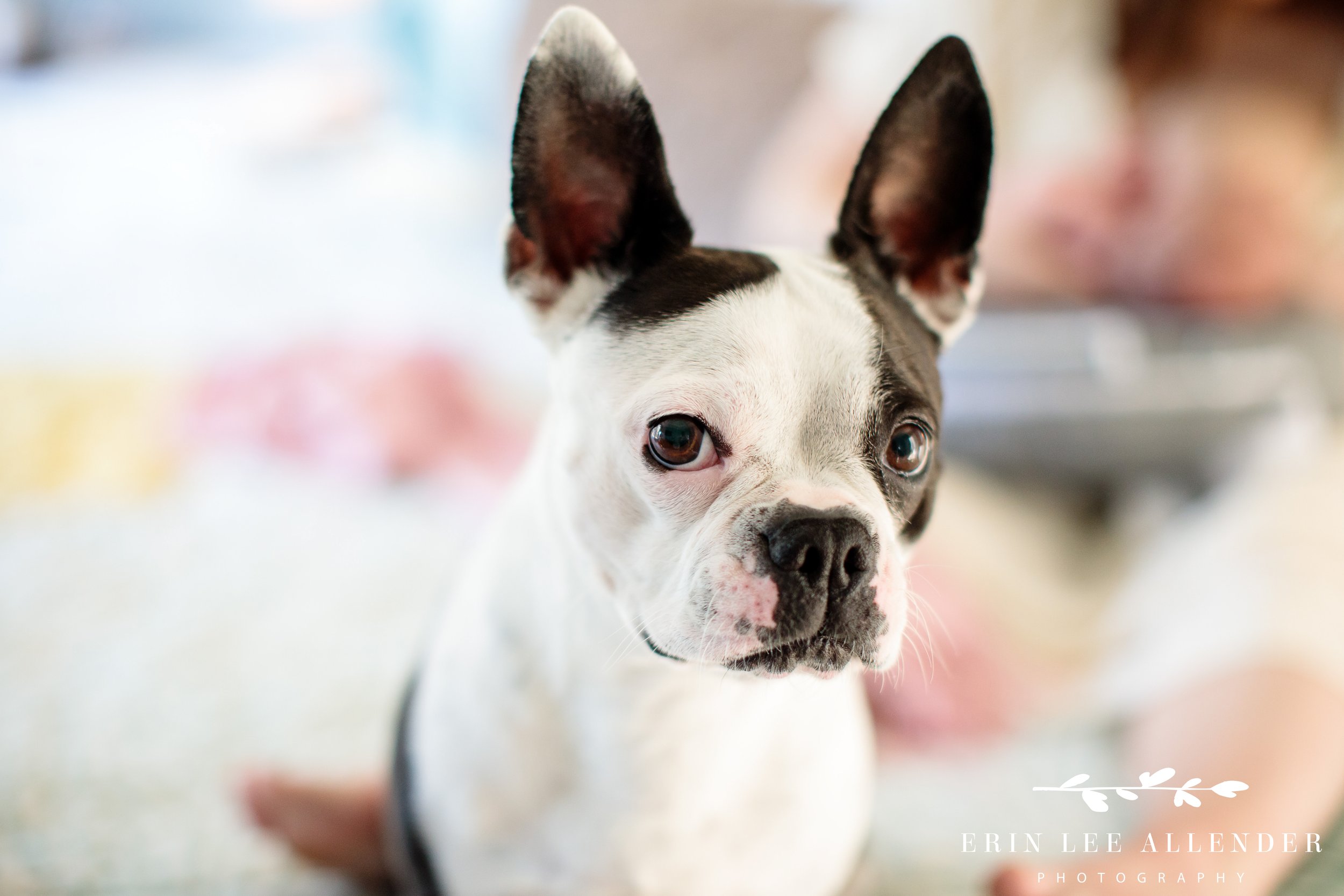 Family's Boston terrier photographed during Nashville in-home newborn session in East Nashville