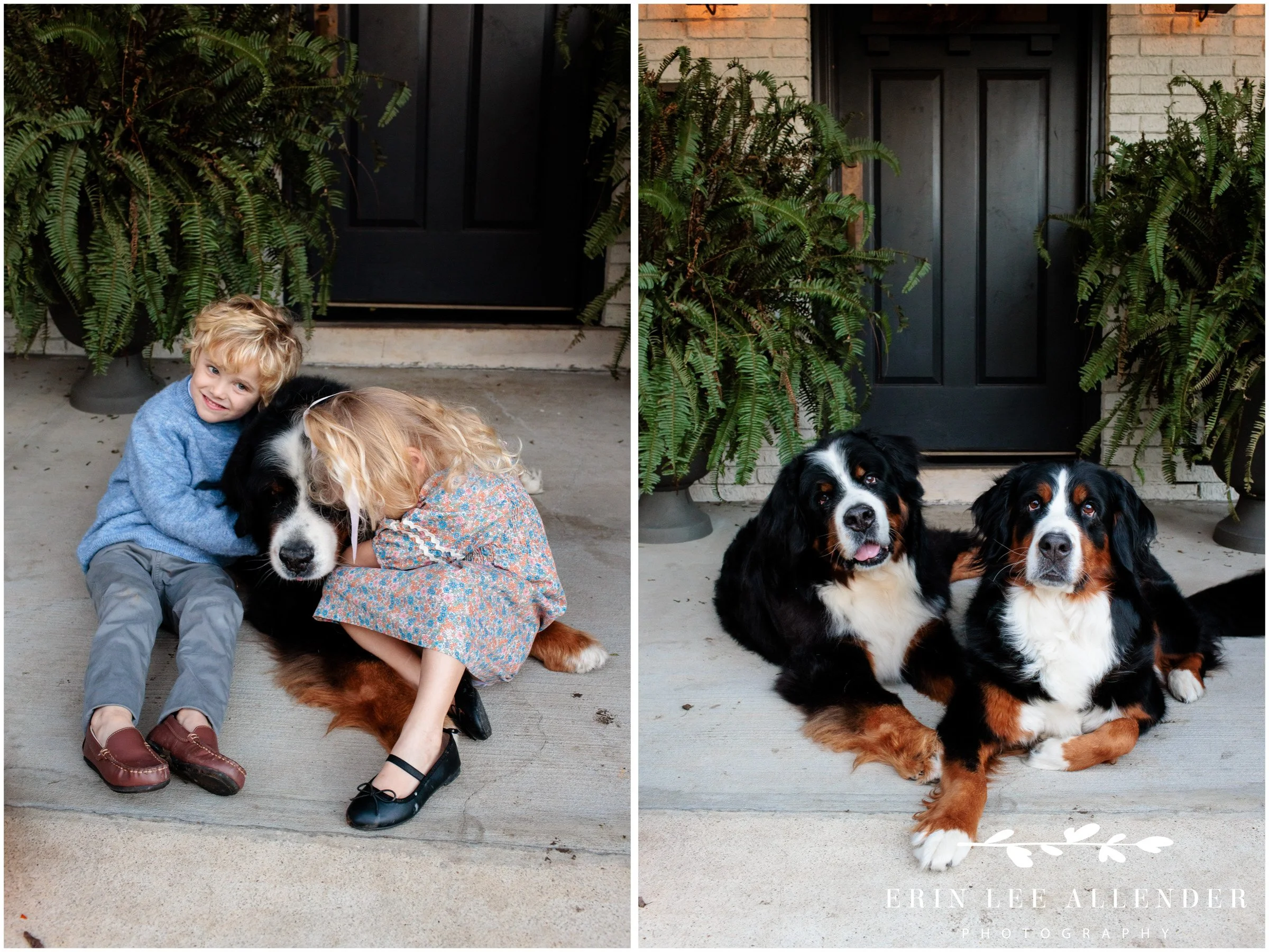 Nashville family photographer's portrait of two Bernese Mountain Dogs together in the front yard