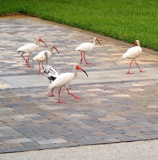 ibis-991115_960_720.jpg