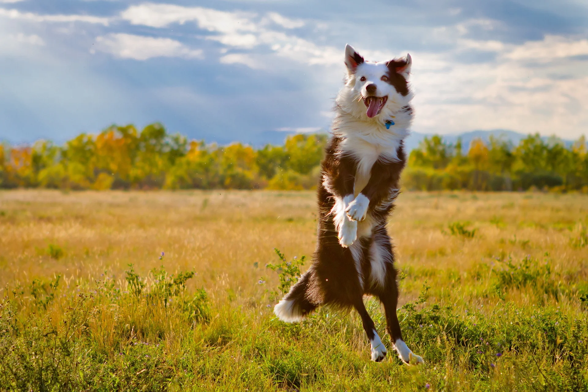 Animals___Dogs_Australian_Shepherd_dog_jumping_048010_ (1).jpg