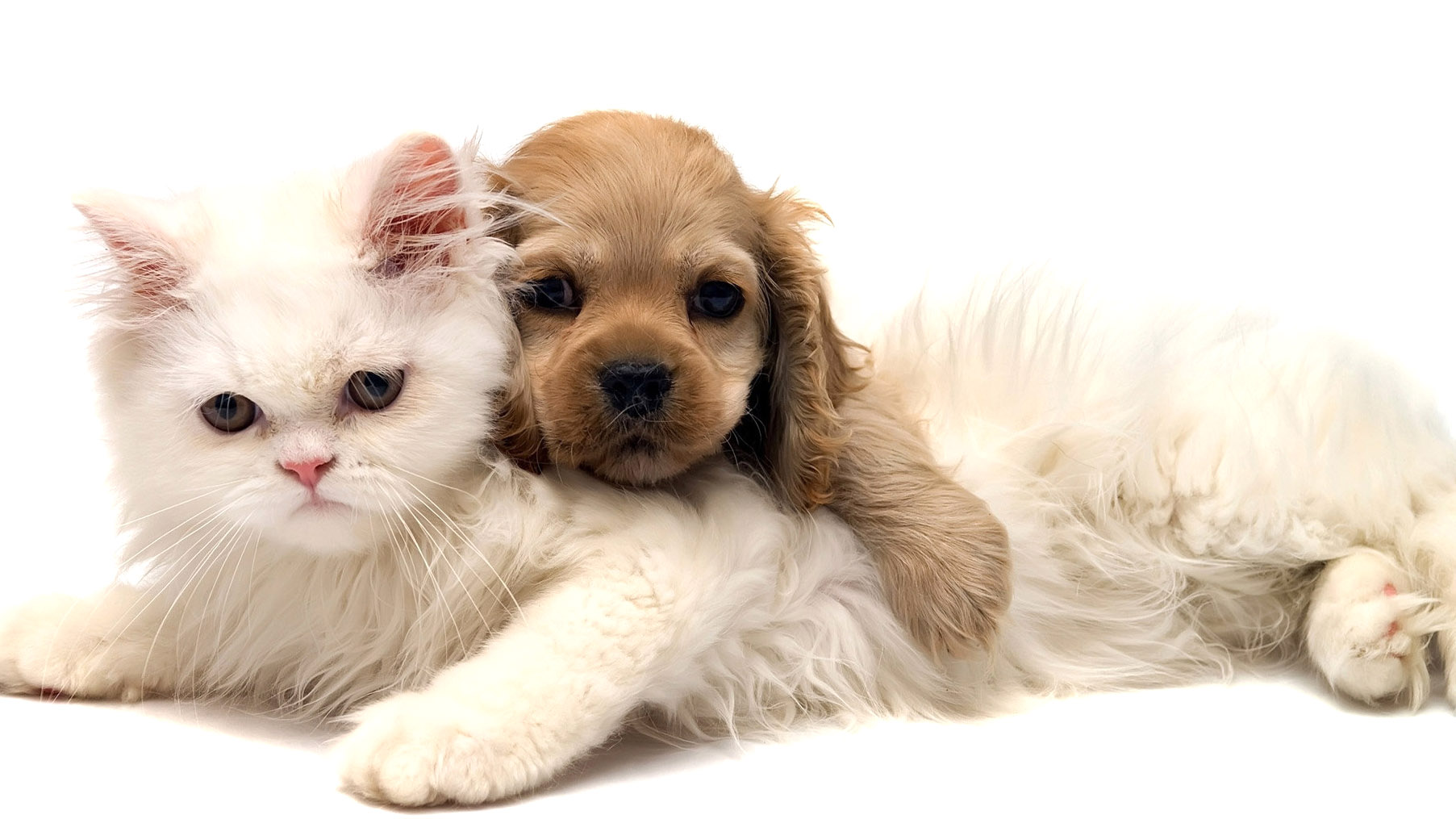 little cat and dog