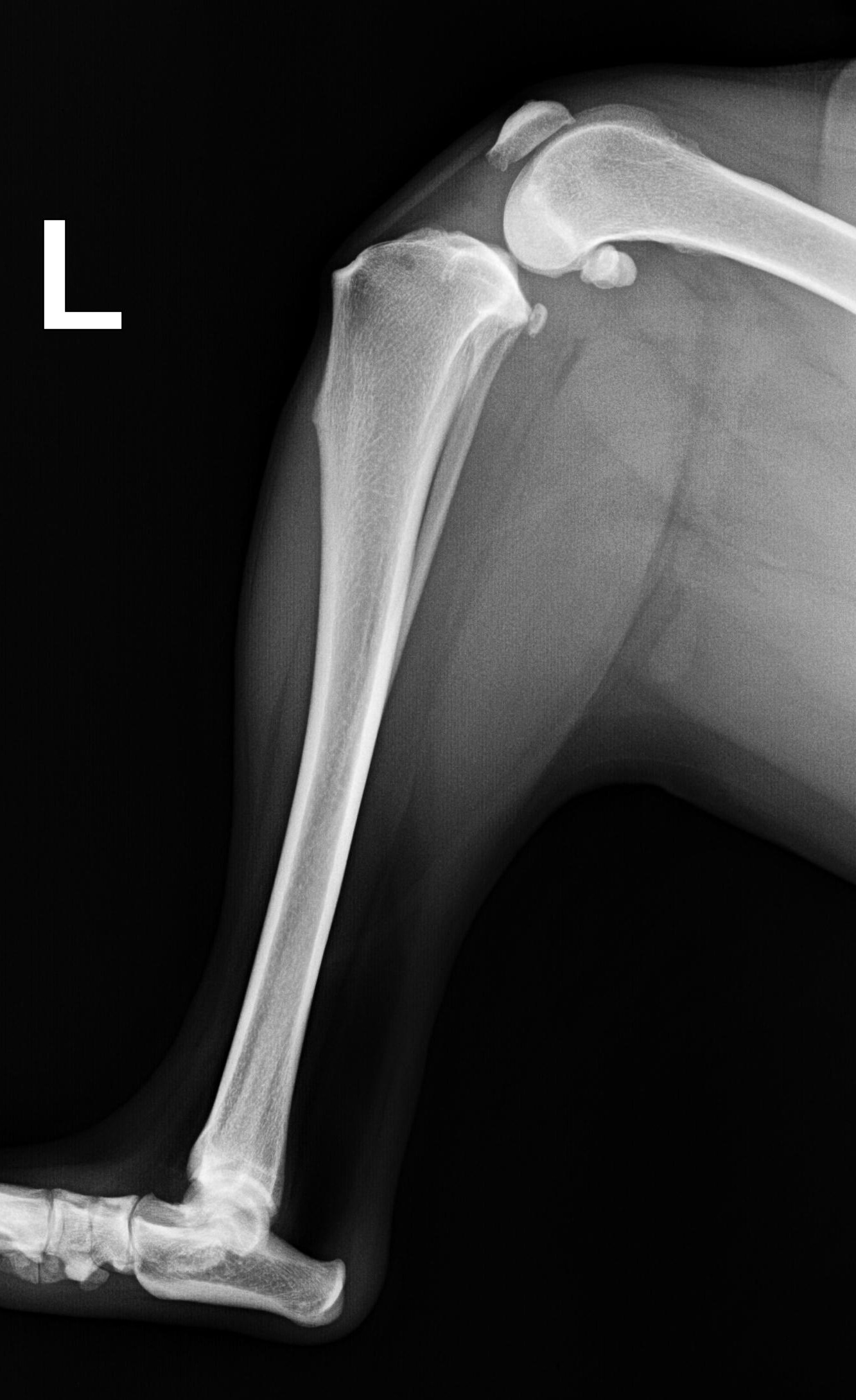 Разрыв связки у собаки. ПКС коленного сустава у собак. Большеберцовая кость собак рентген.