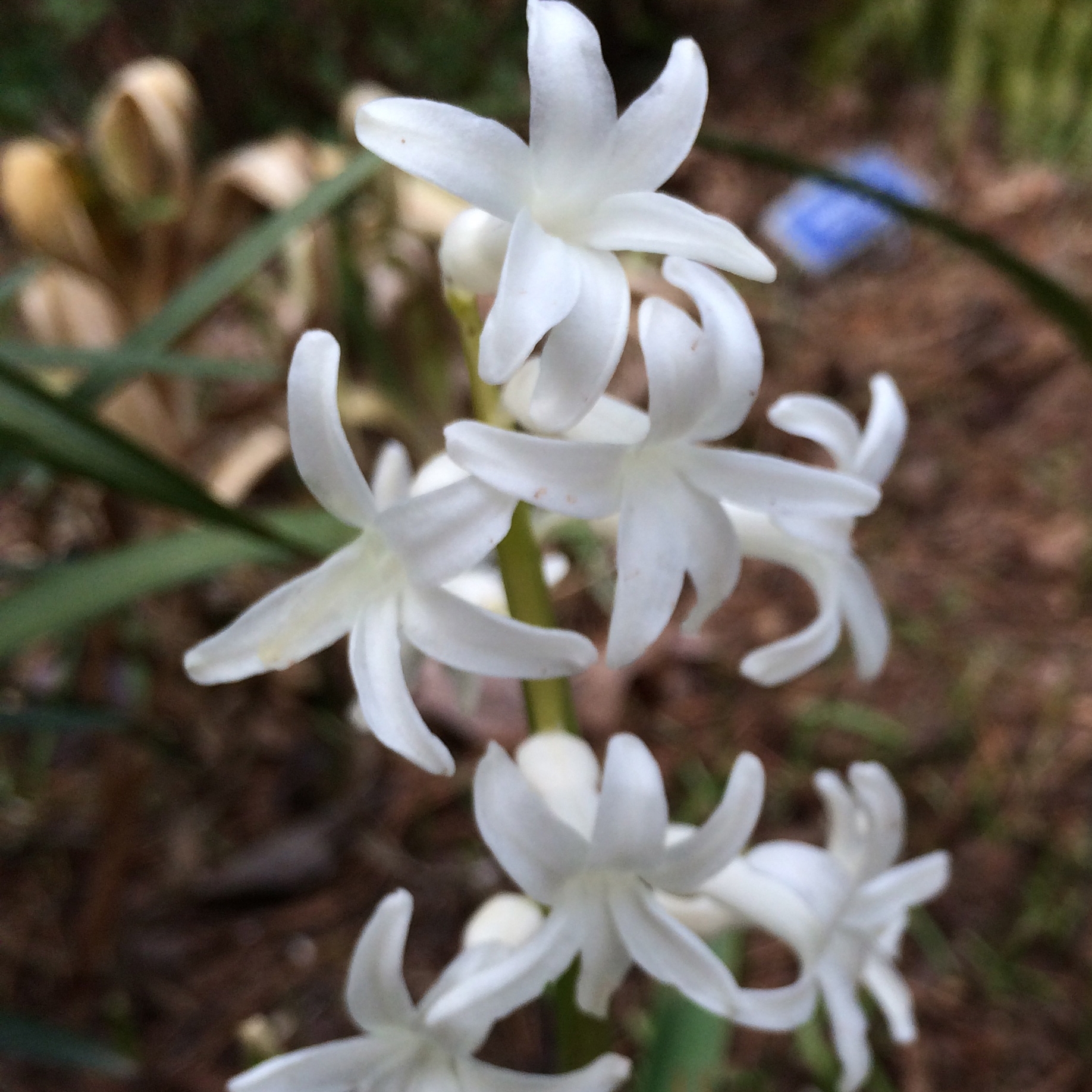 True French Roman Hyacinths