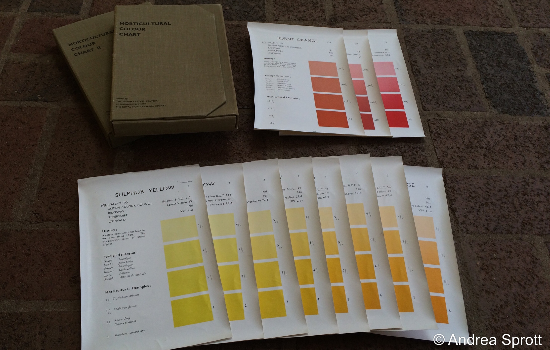 Andrea Colour Chart