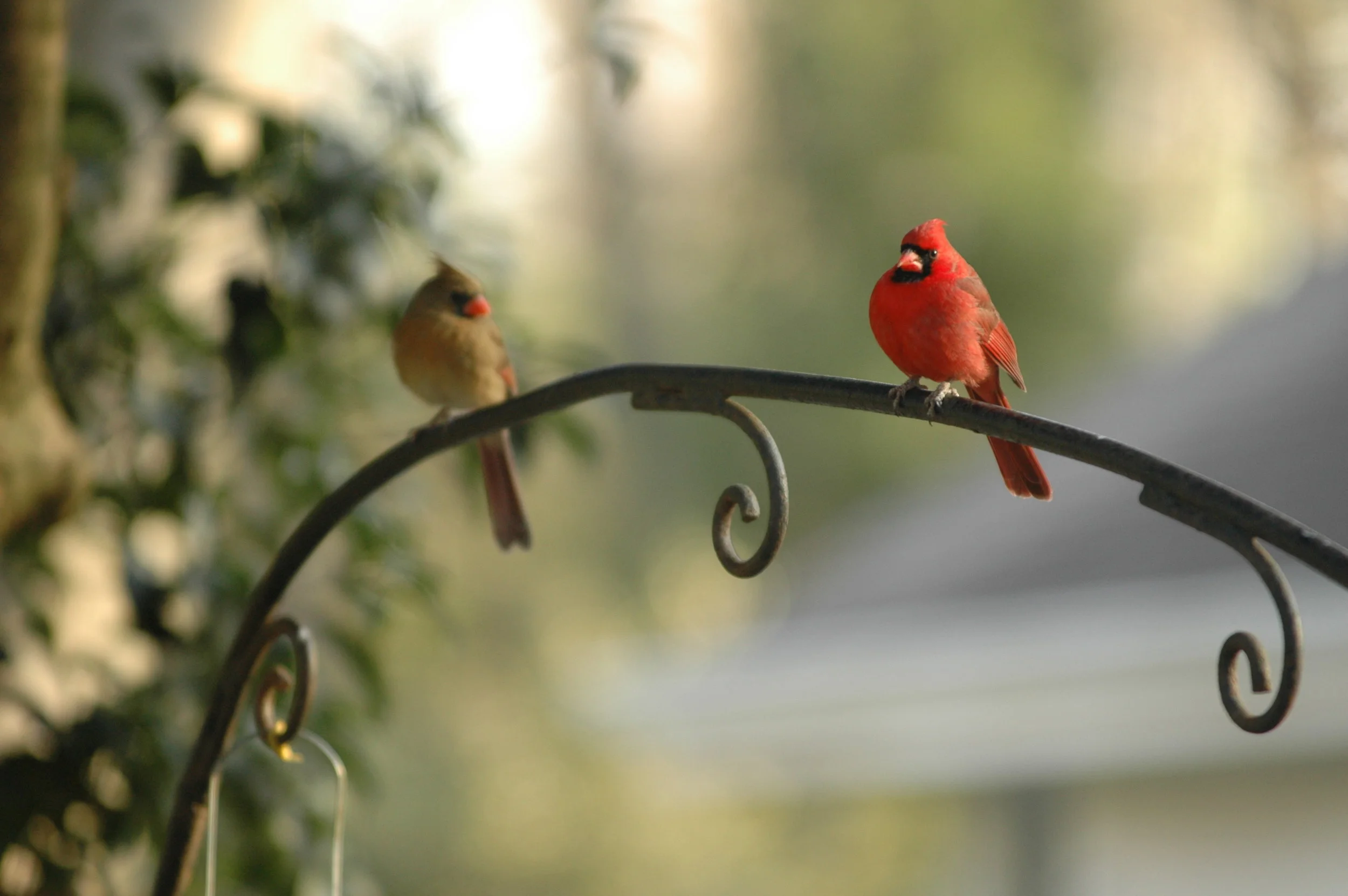 20190321 CravottaPhotographyBirding.JPG