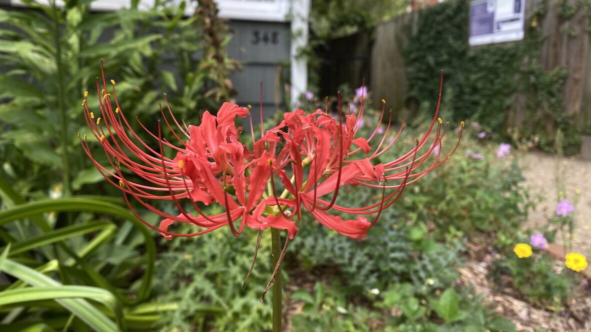surprise lily or red spider lily
