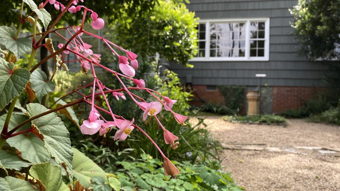 hardy begonia