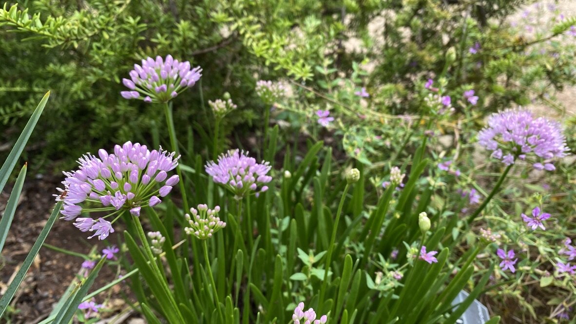 ornamental onion