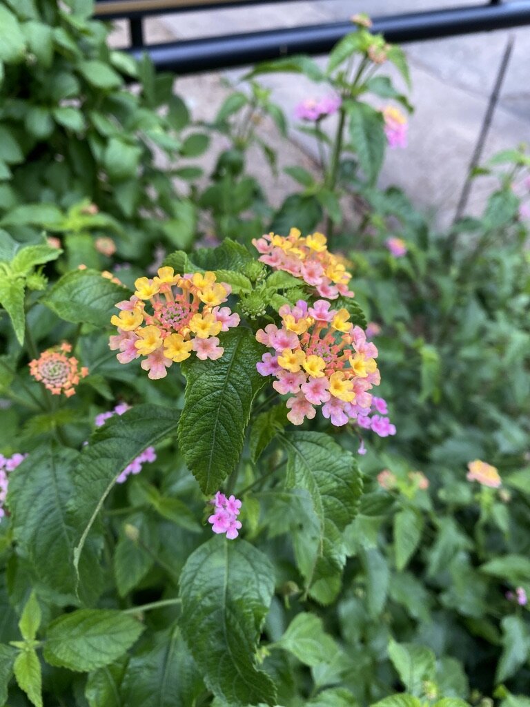 Carolina Series lantana