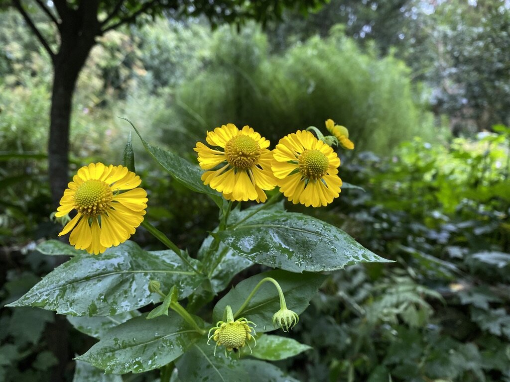 Helen's flower