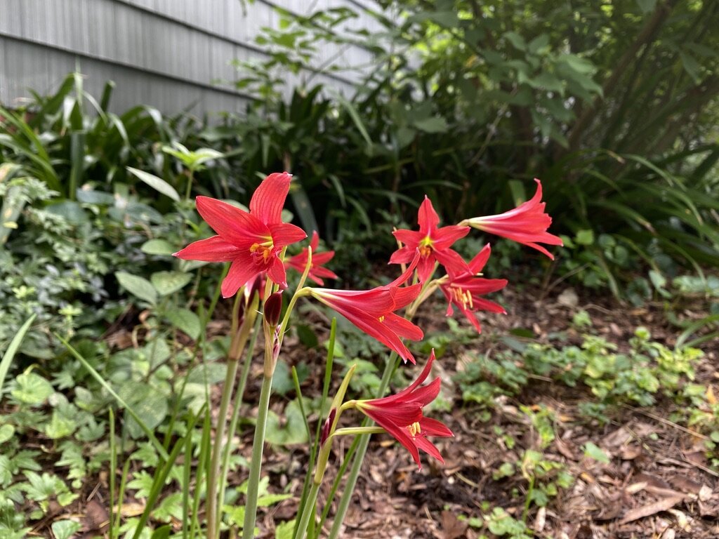 hurricane lily or schoolhouse lily
