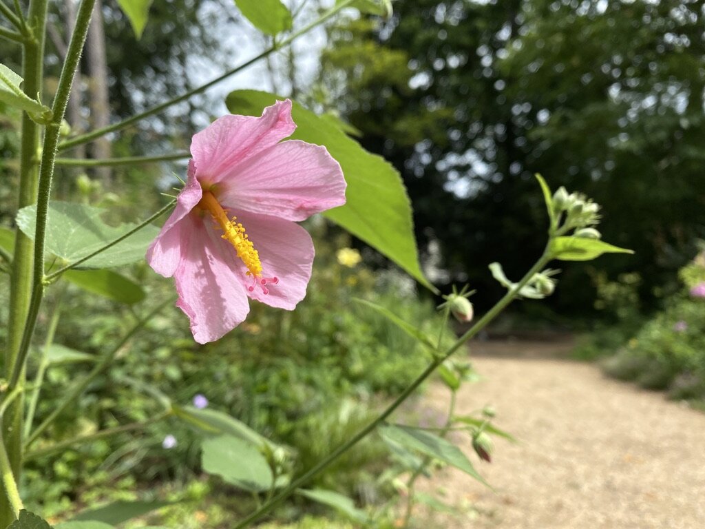 seashore mallow