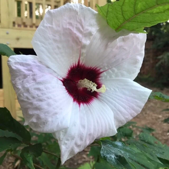 UnknownHibiscus_RainGarden.JPG