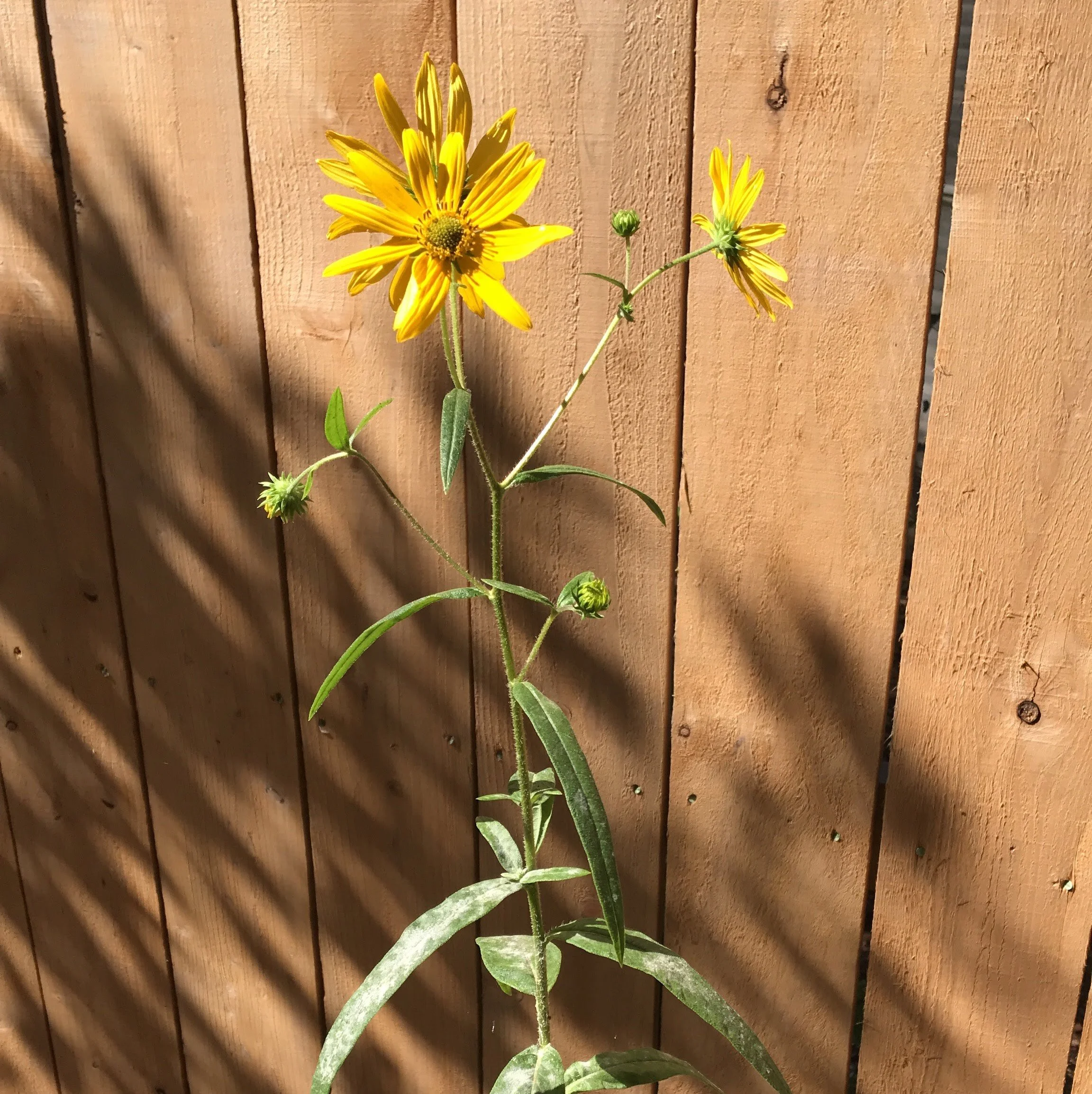 HelianthusAngustifolius_SwampSunflower1.JPG