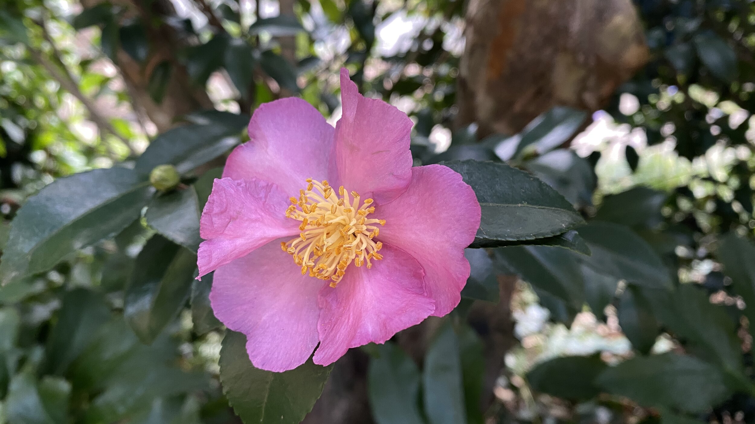 fall-blooming camellia (hedge)