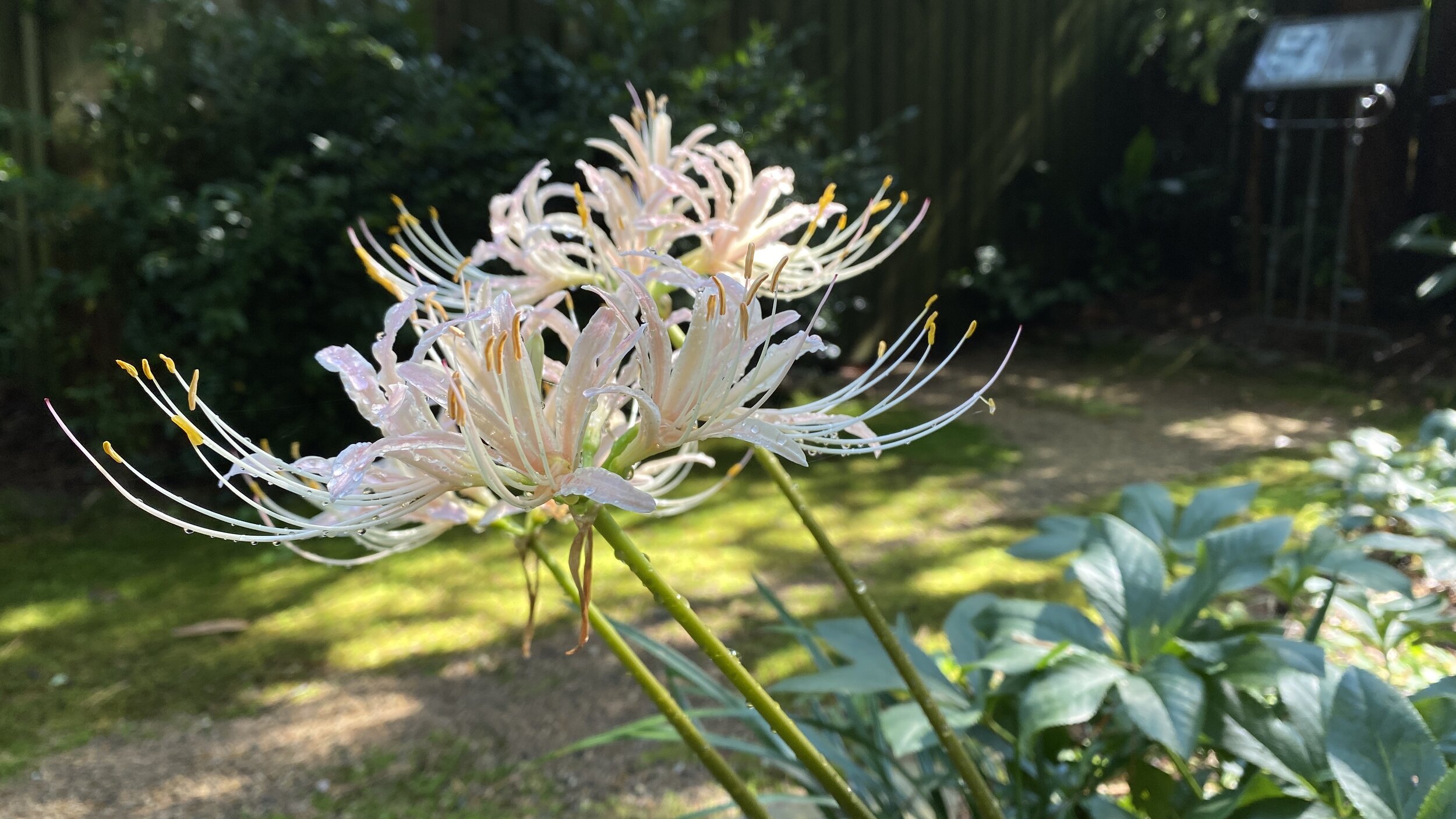 white surprise lily