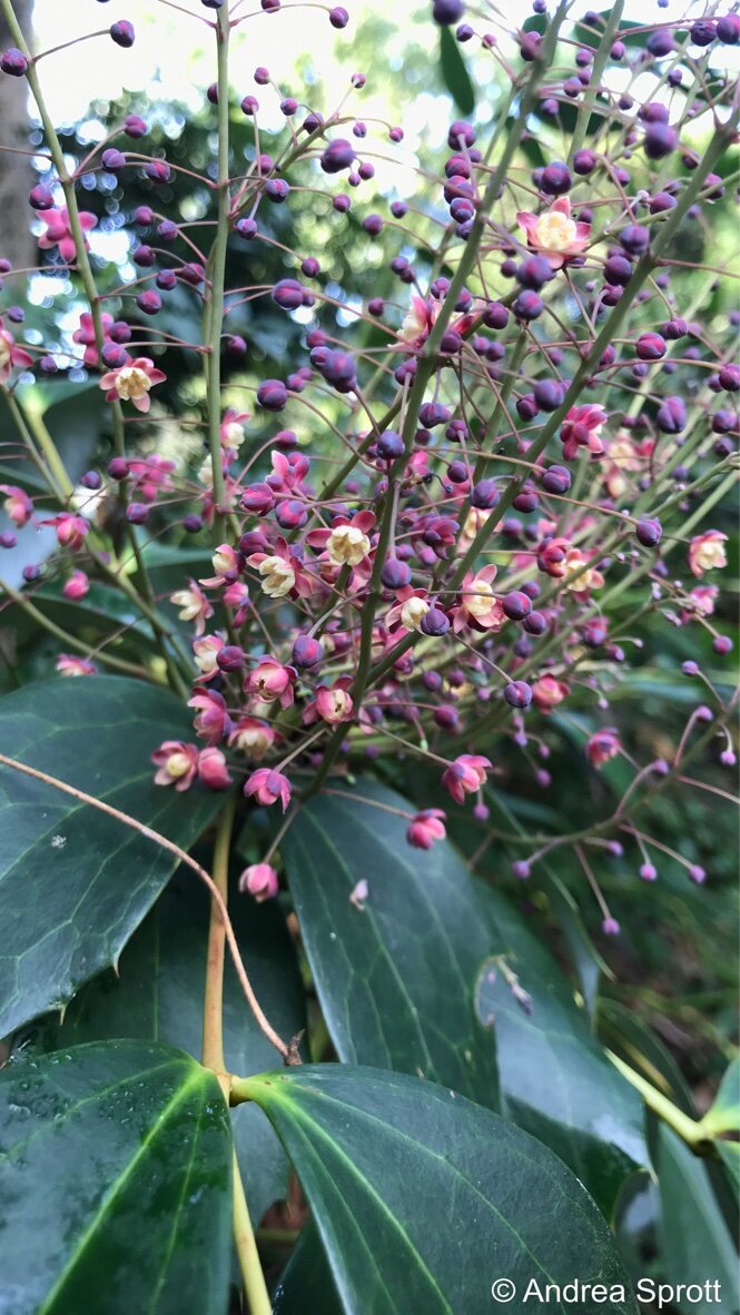 lazy mahonia