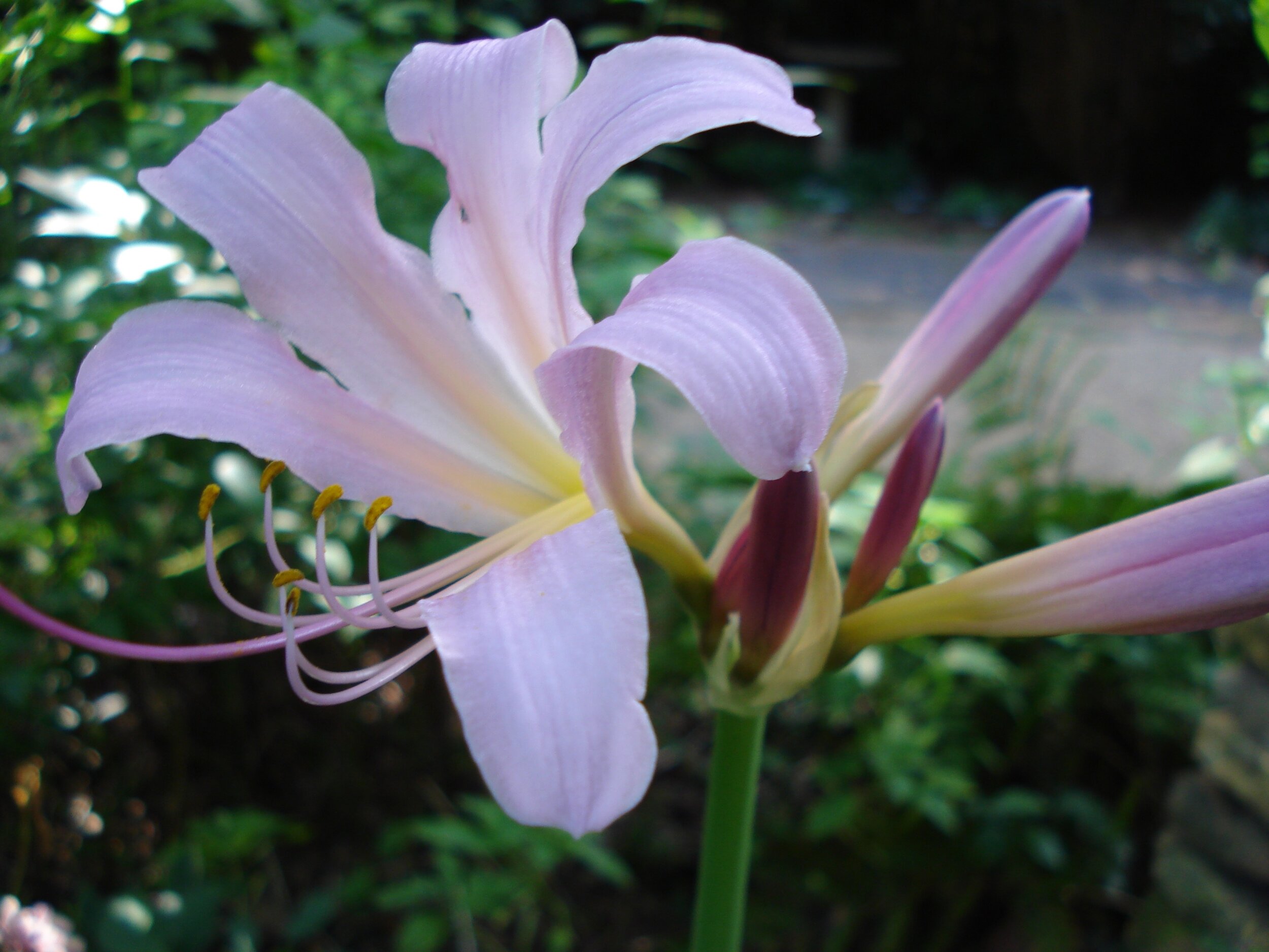   Lycoris squamigera , the first to bloom 