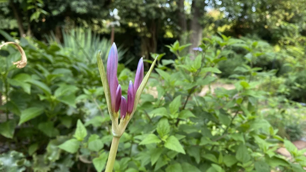 Lovely Lycoris, the Bewitching Bulbs, Part 2 — Wing Haven