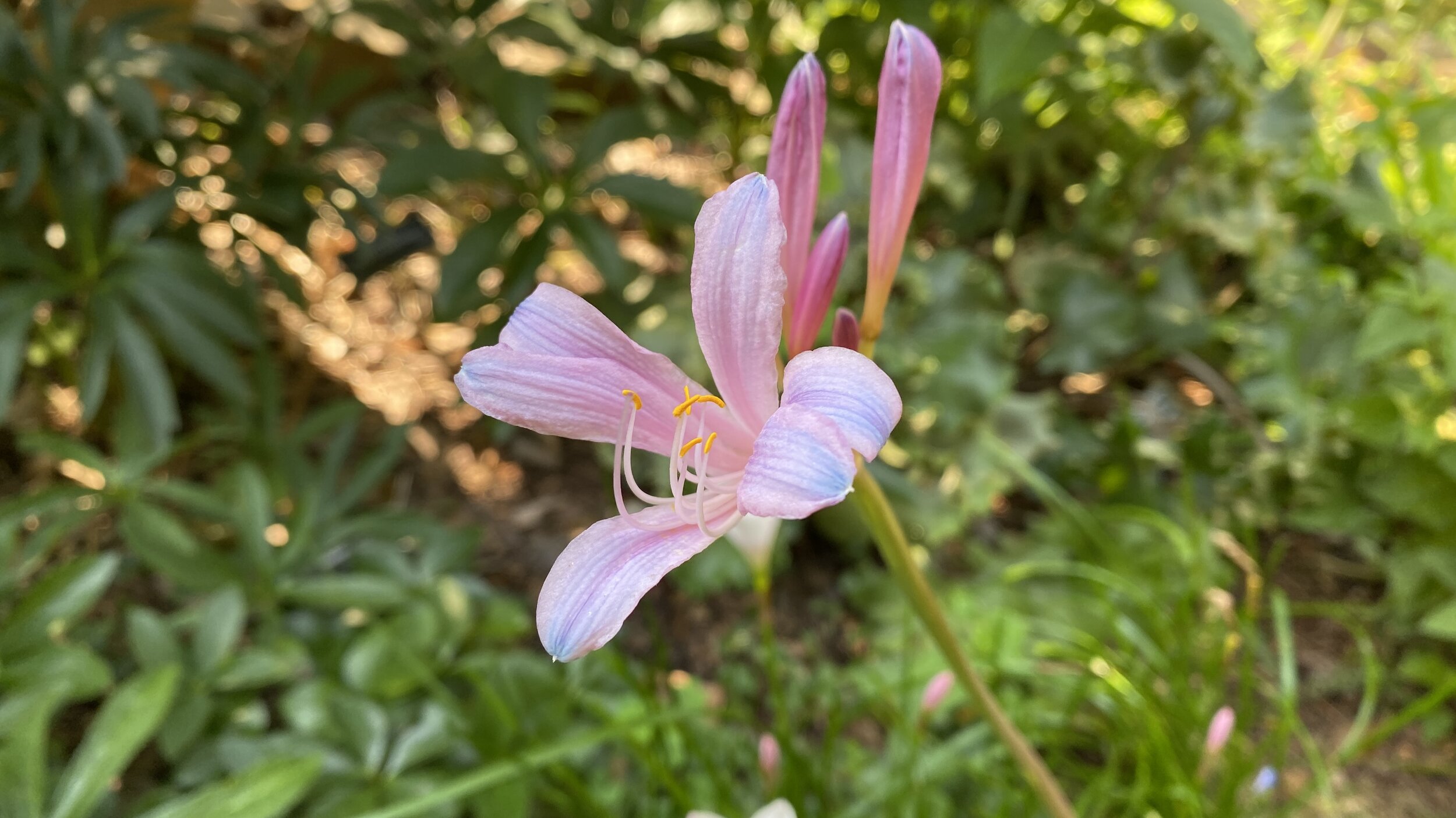  Still a hint of blue toward the tips of the petals… this is a bulb from Brent &amp; Becky’s planted in 2019. 