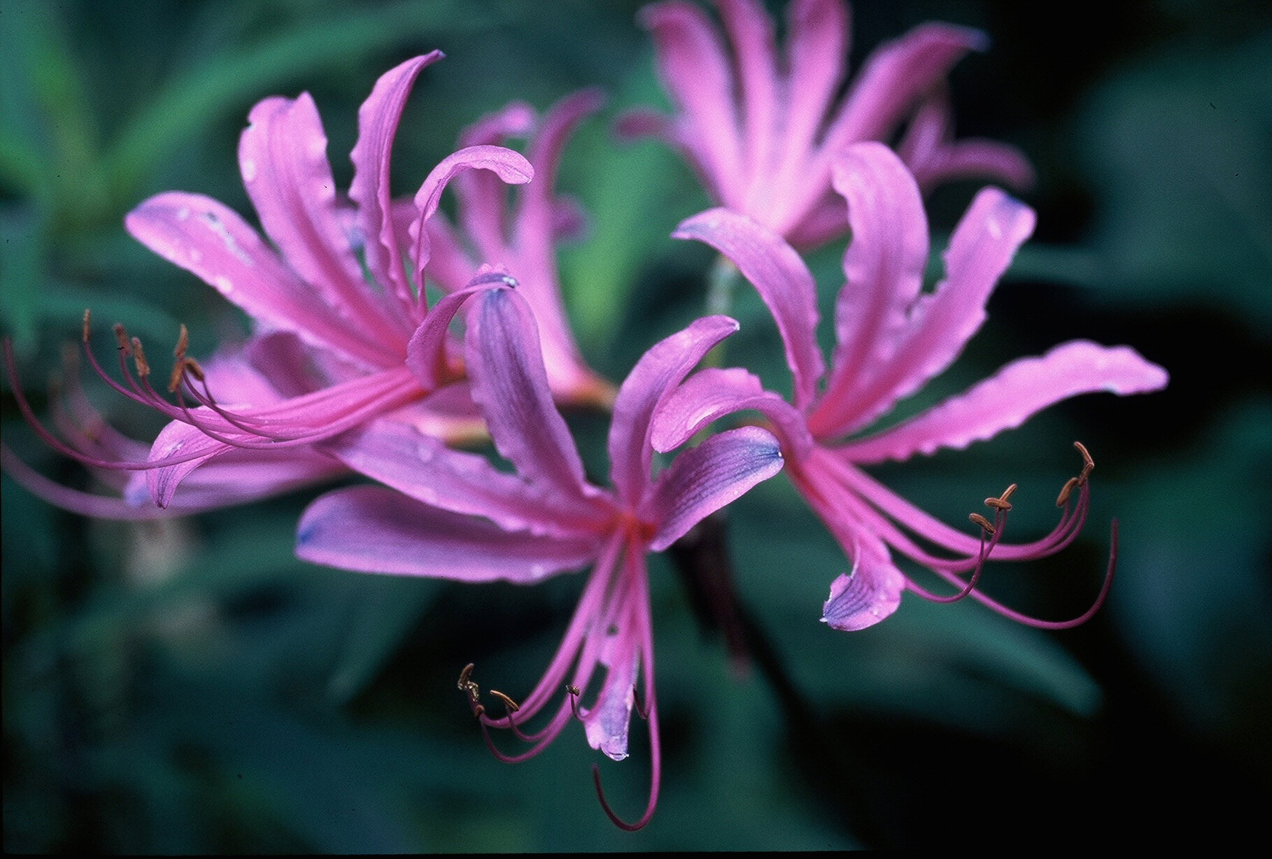  Photo of a gorgeous stalk of  L. sprengeri , courtesy Lindie Wilson.  (Now that coloring is more “electric”!) 