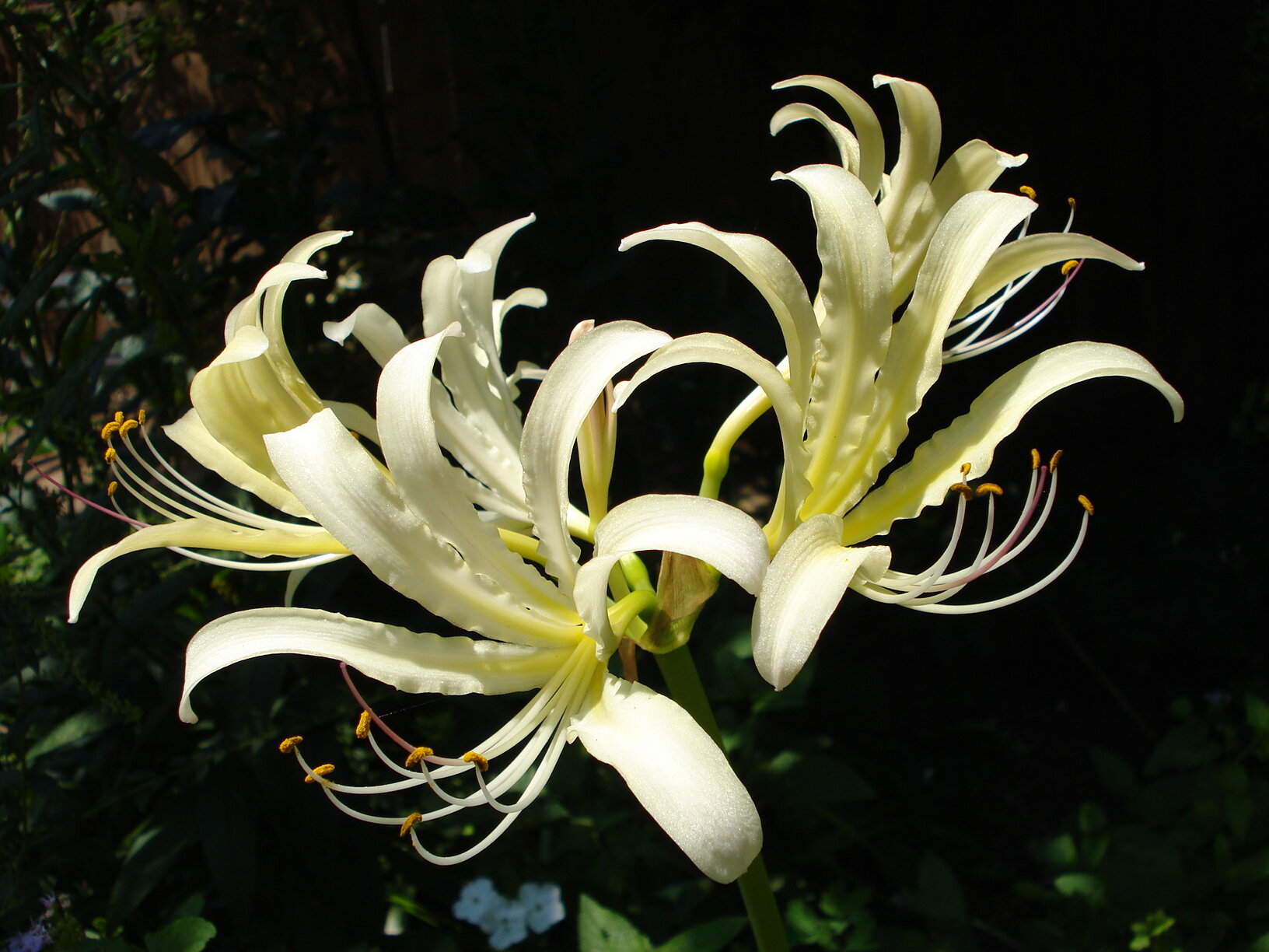   Lycoris caldwellii … I could slather that buttery deliciousness on some toast! 