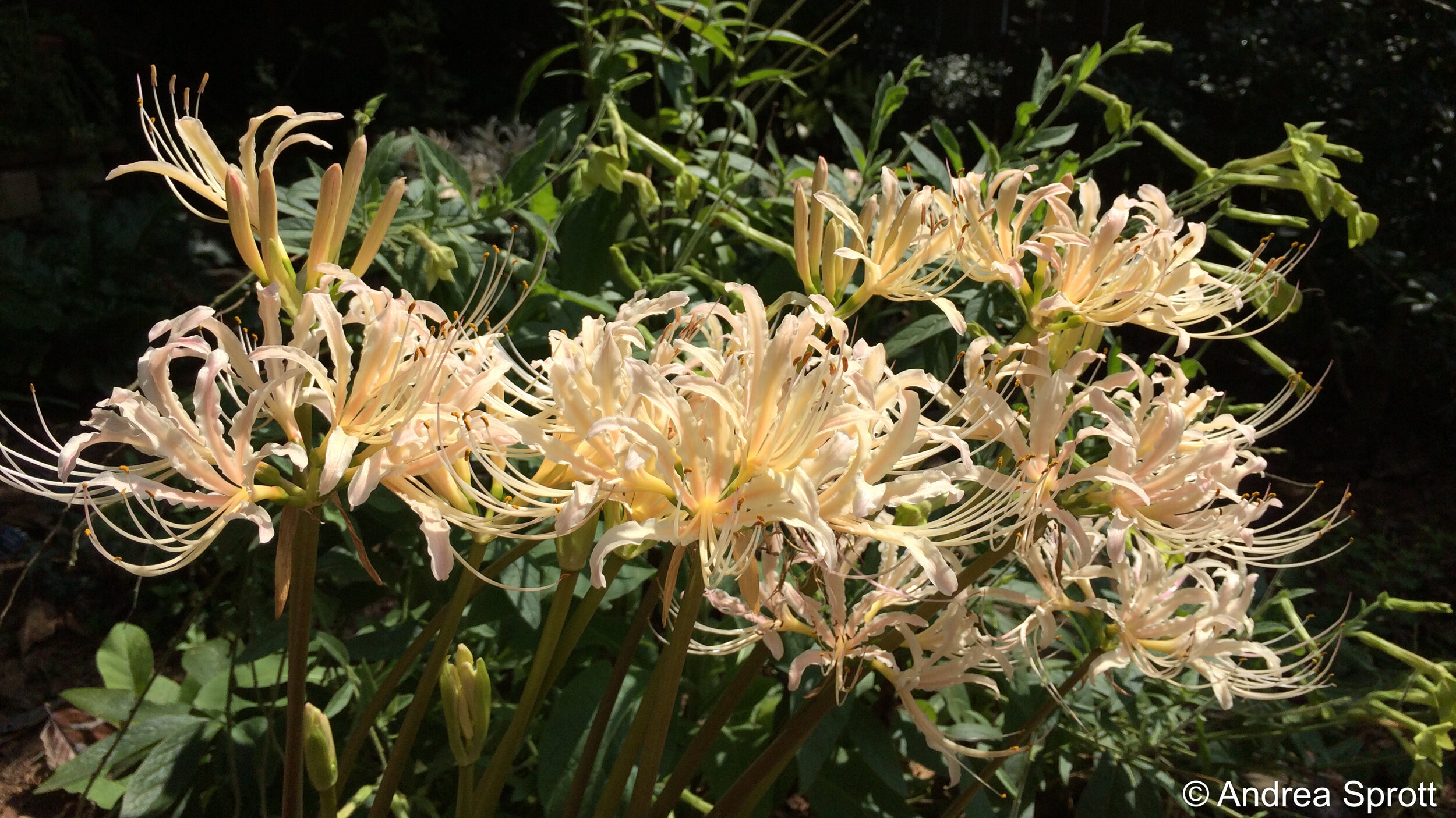  Part of the “disgusting display” of white surprise lilies in Elizabeth Lawrence’s garden 
