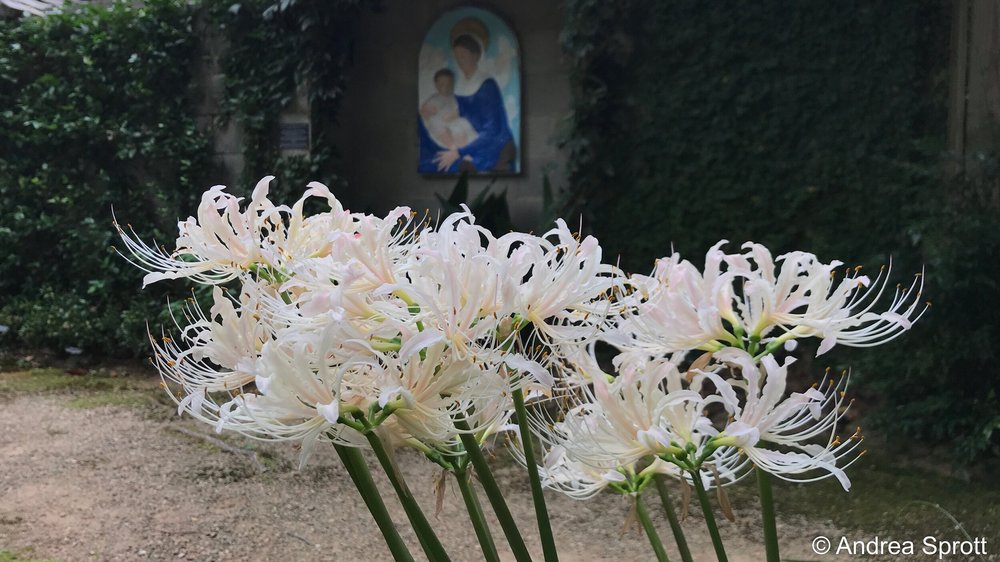 Lovely Lycoris, the Bewitching Bulbs, Part 2  Wing Haven