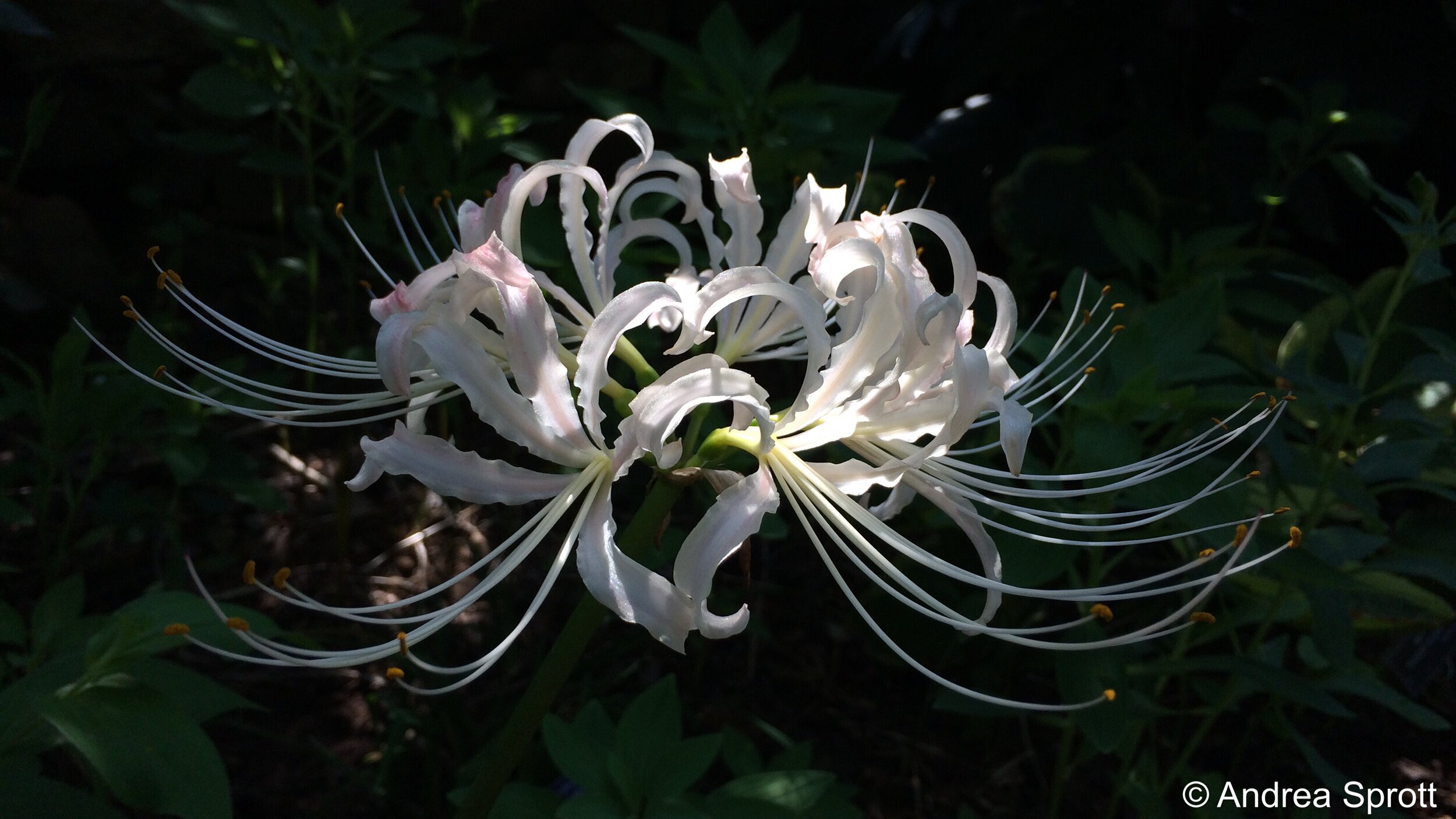  Surprise lilies bloom in sun and shade.  Even a single stem is magical. 