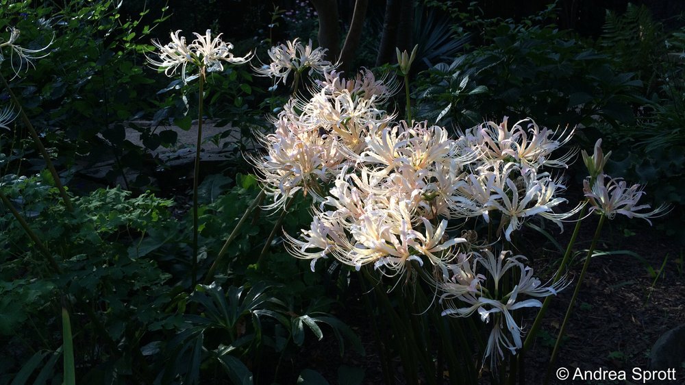 Lovely Lycoris, the Bewitching Bulbs, Part 2 — Wing Haven