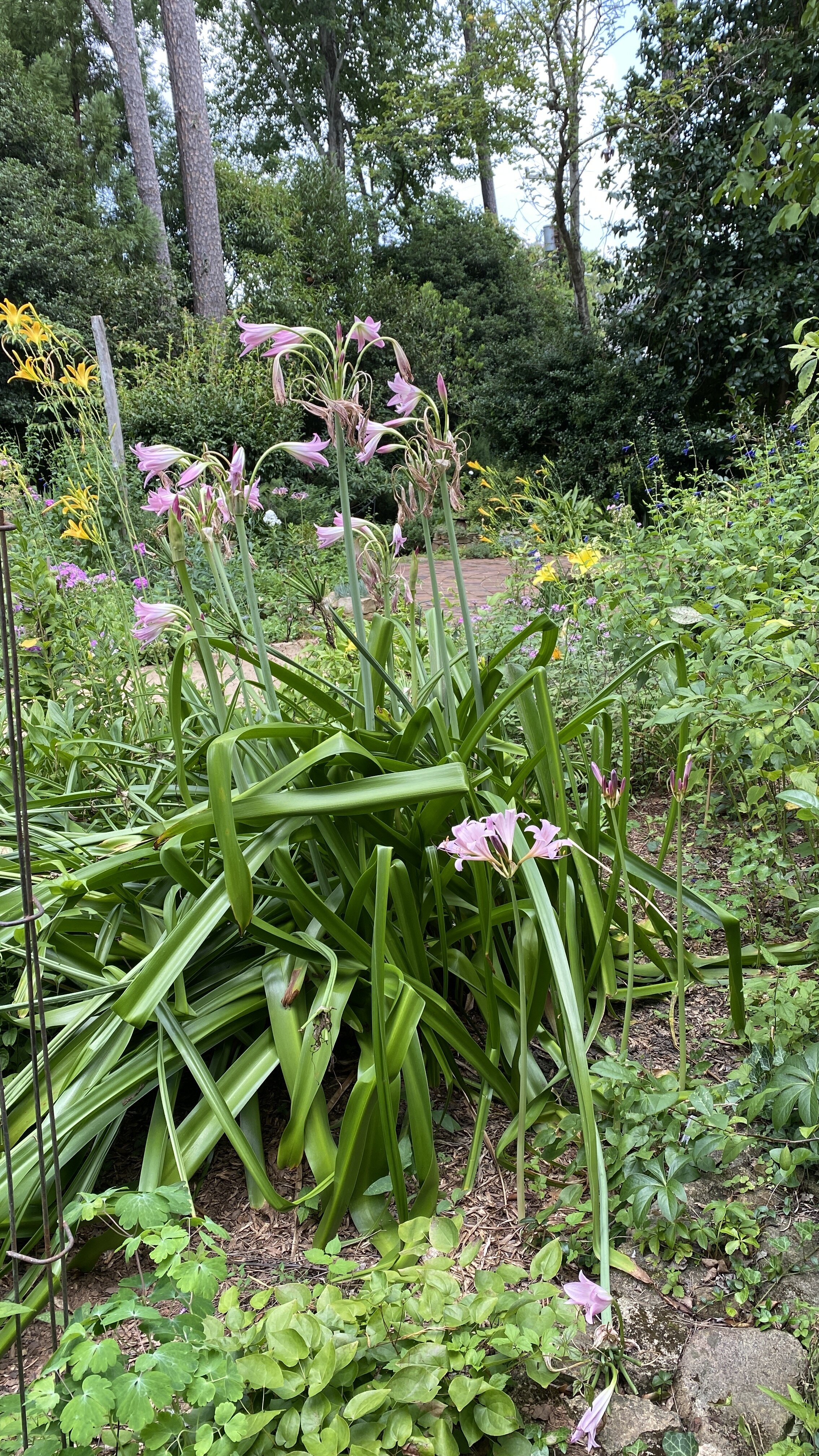   Crinum  ‘Cecil Houdyshel’ just ends its bloom as  Lycoris squamigera  begins. 