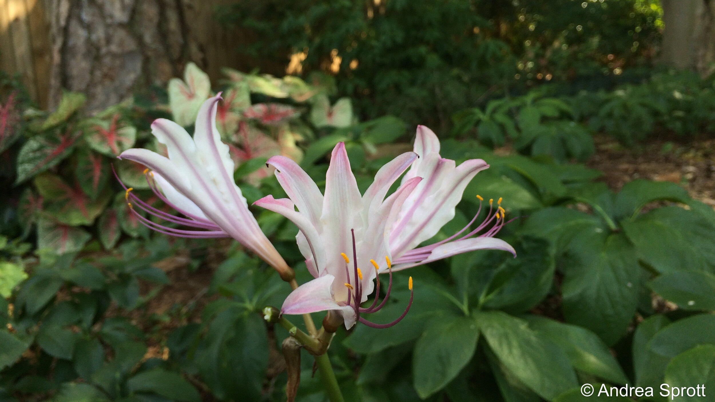  Surprise!  This  Lycoris incarnata , planted by Elizabeth in 1952, reappeared after decades of dormancy. 