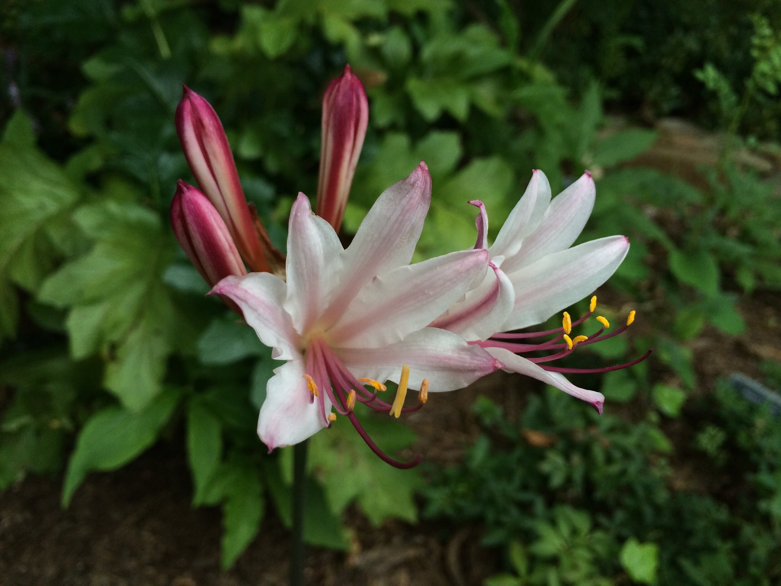  It’s easy to see why this is also known as the peppermint surprise lily. 