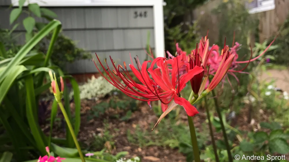 Lovely Lycoris, the Bewitching Bulbs, part 1 — Wing Haven