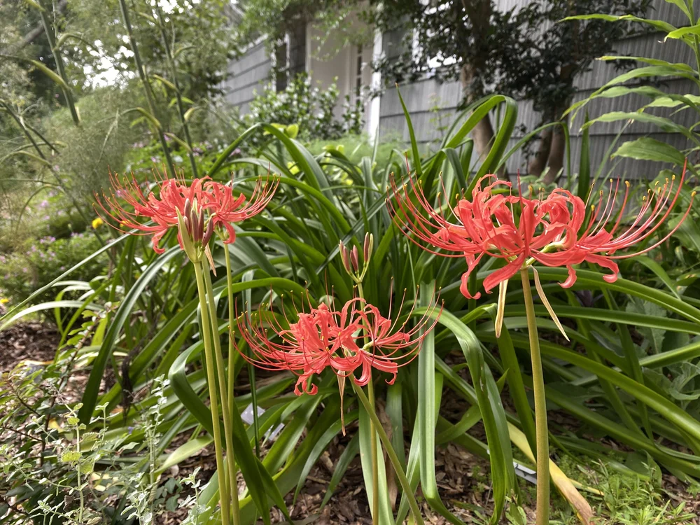 Lovely Lycoris, the Bewitching Bulbs, part 1 — Wing Haven