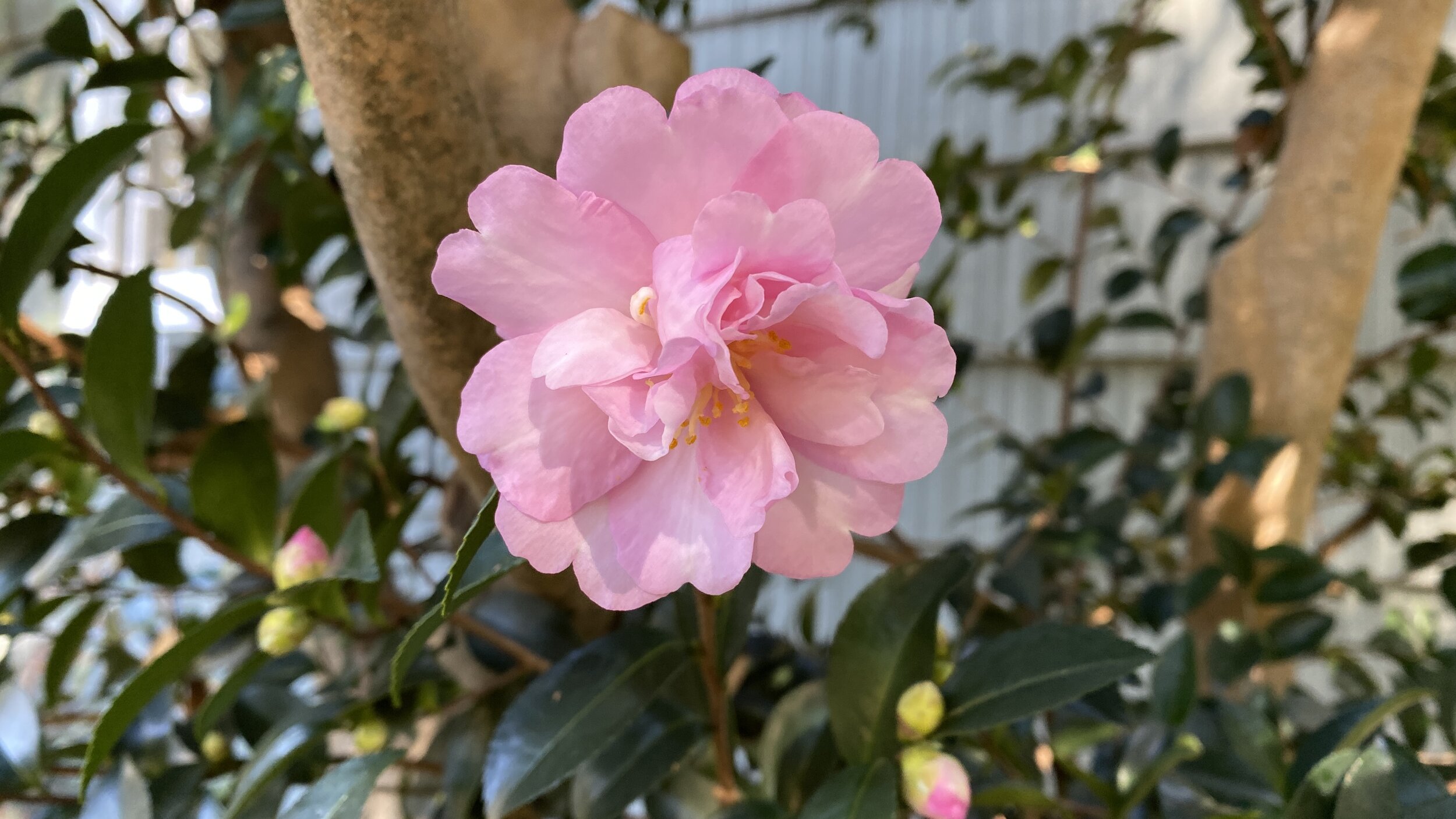 fall-blooming camellia