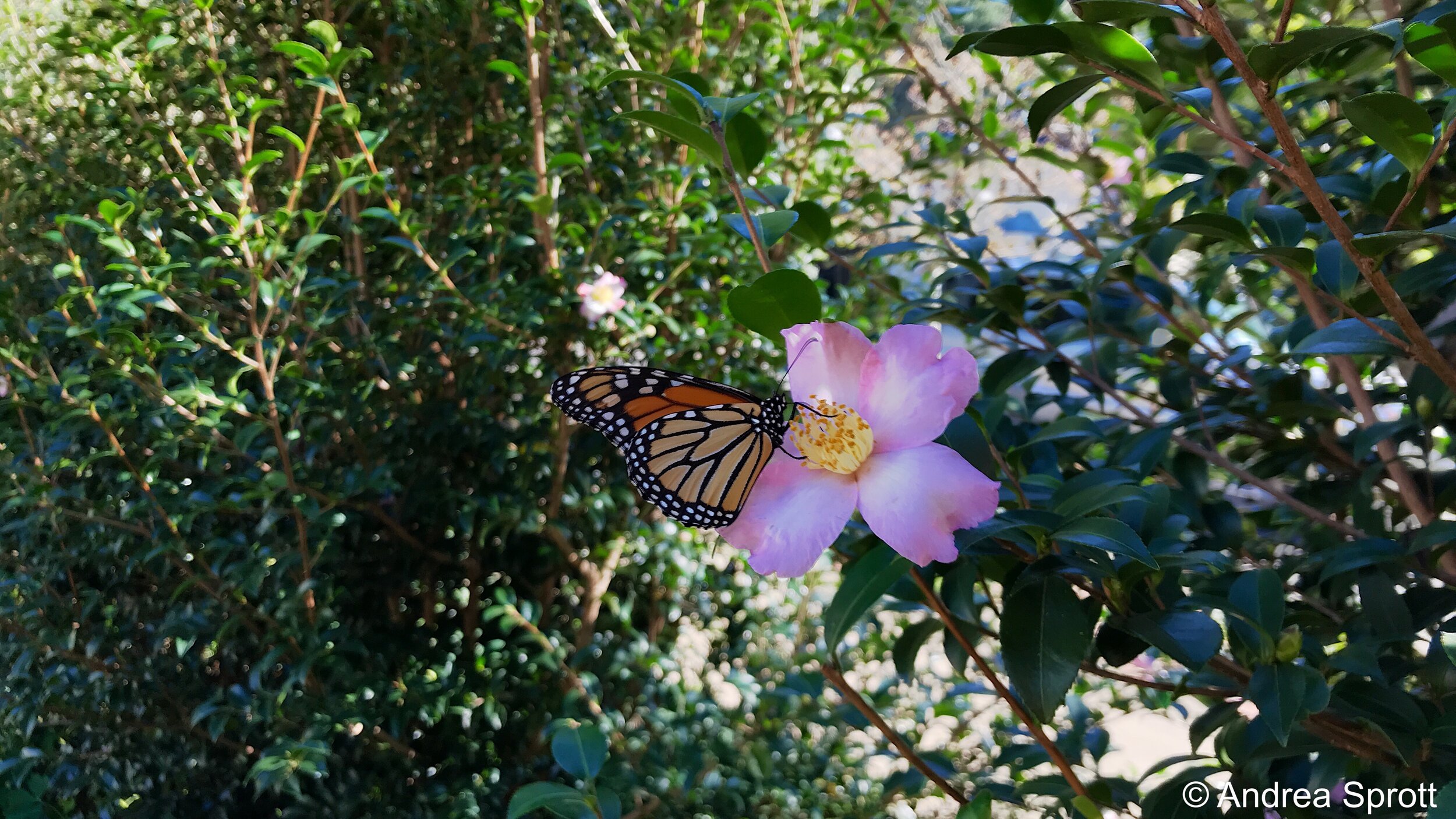 monarch butterfly on fall-blooming camellia