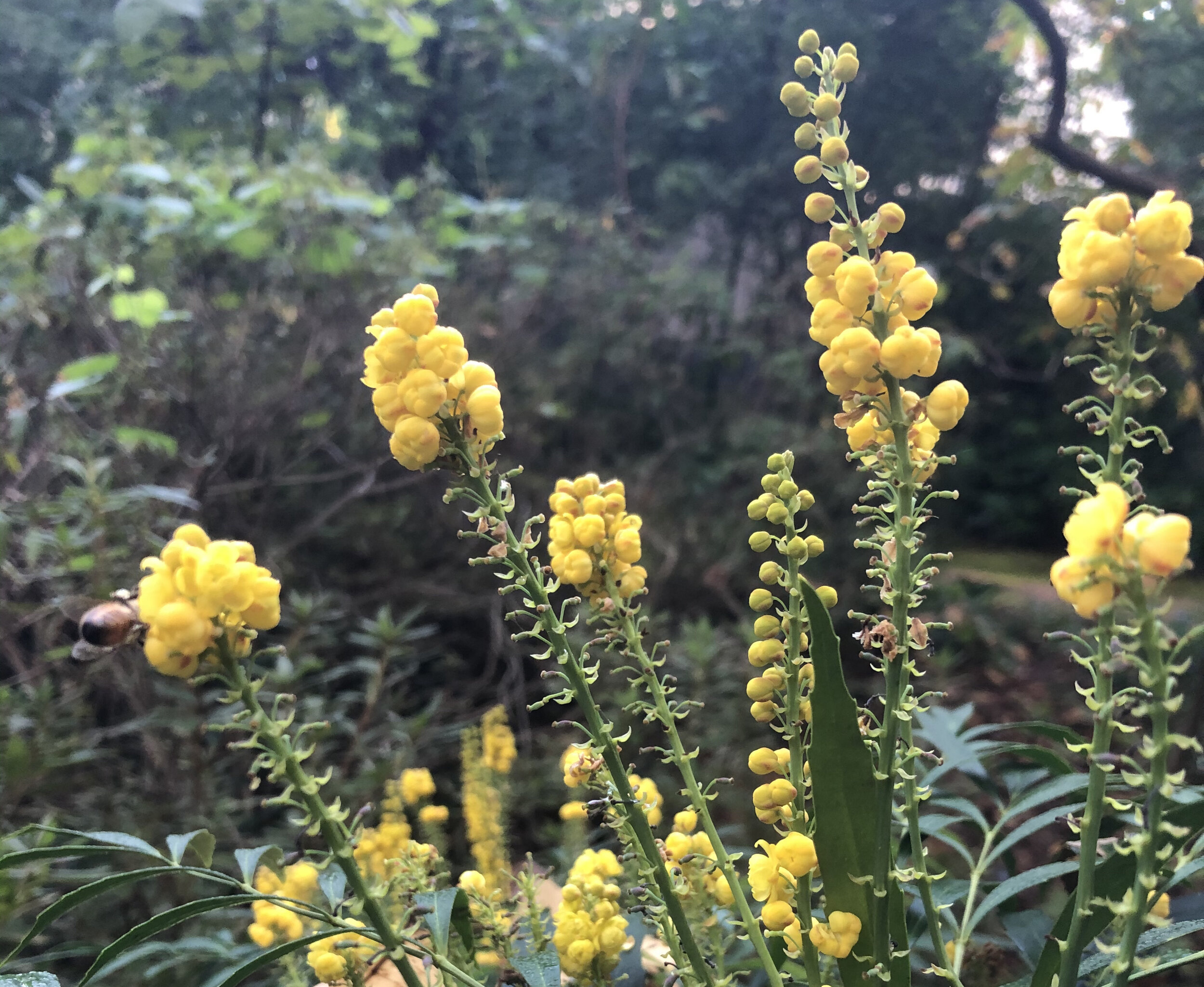 thread-leaf mahonia