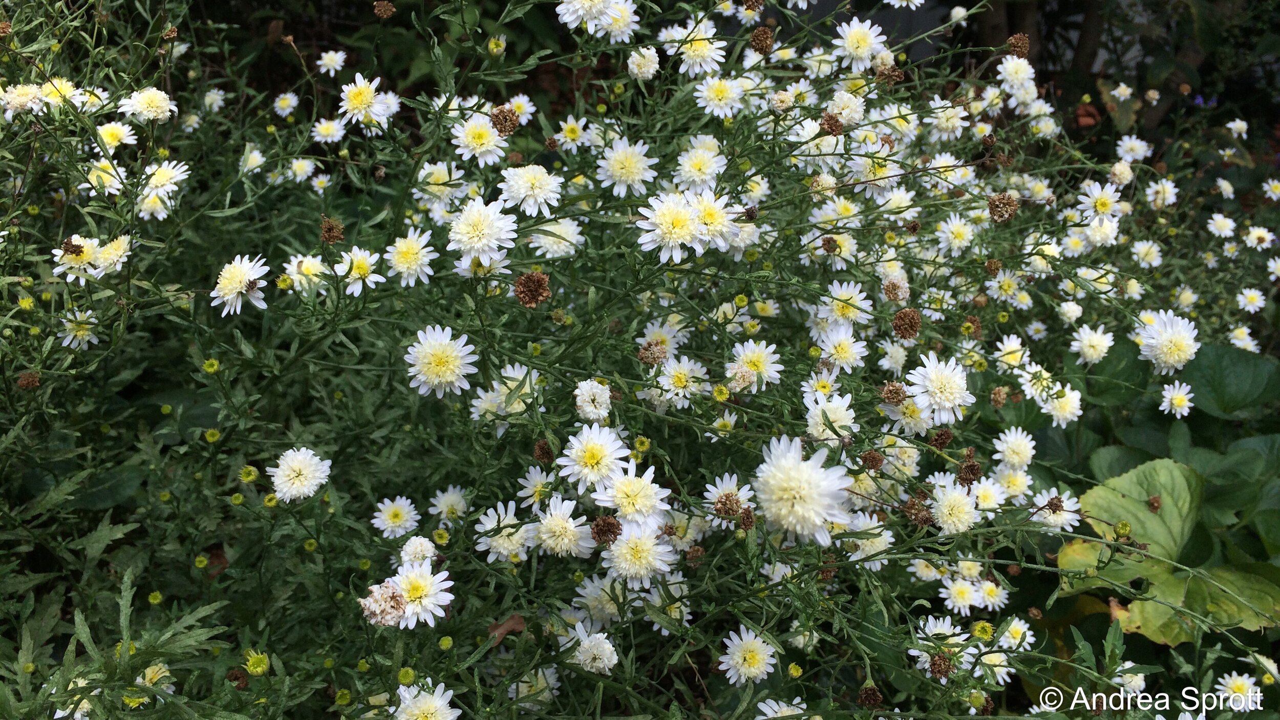 double Japanese aster