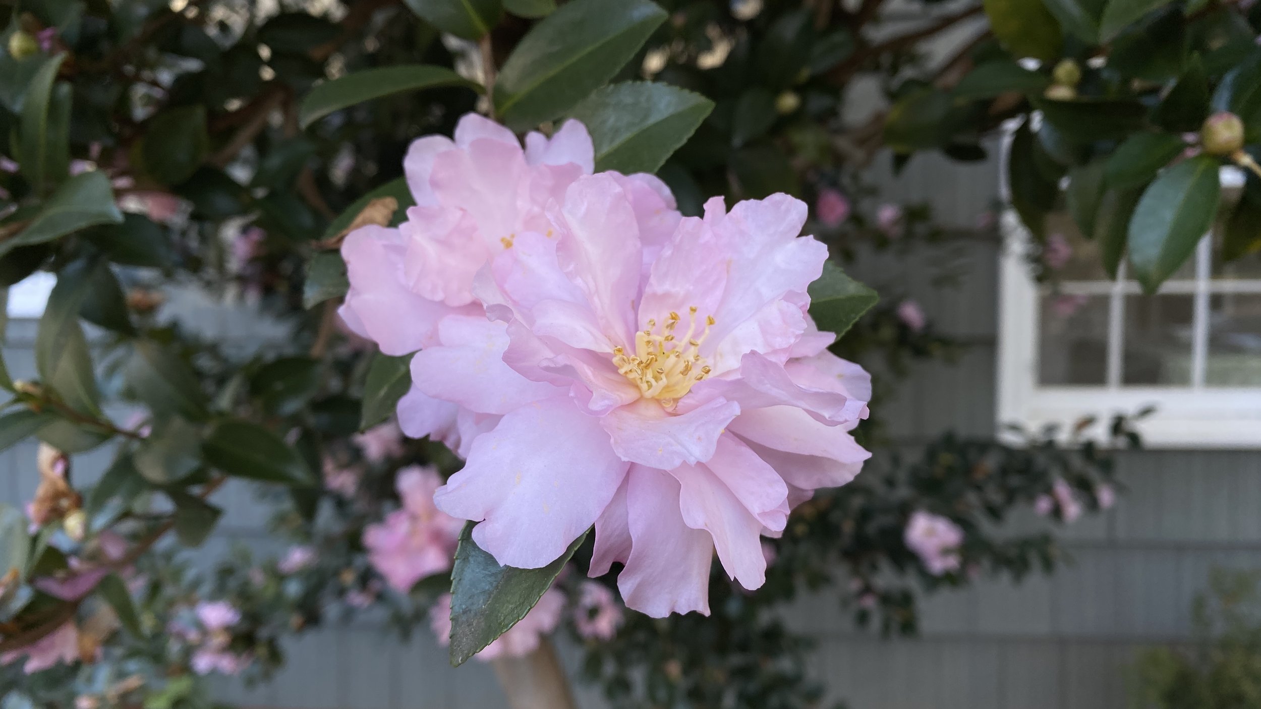 fall-blooming camellia