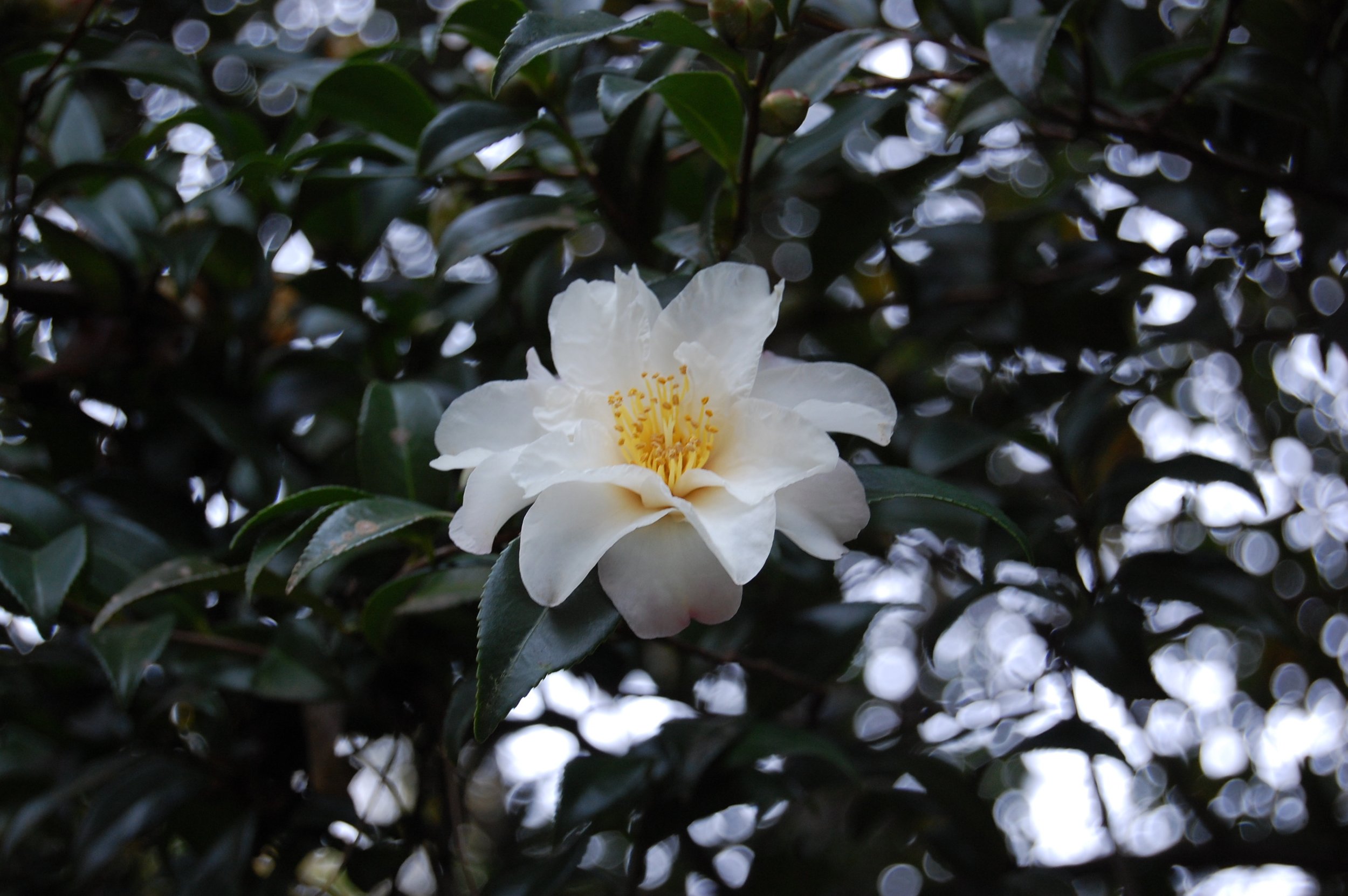 camellia