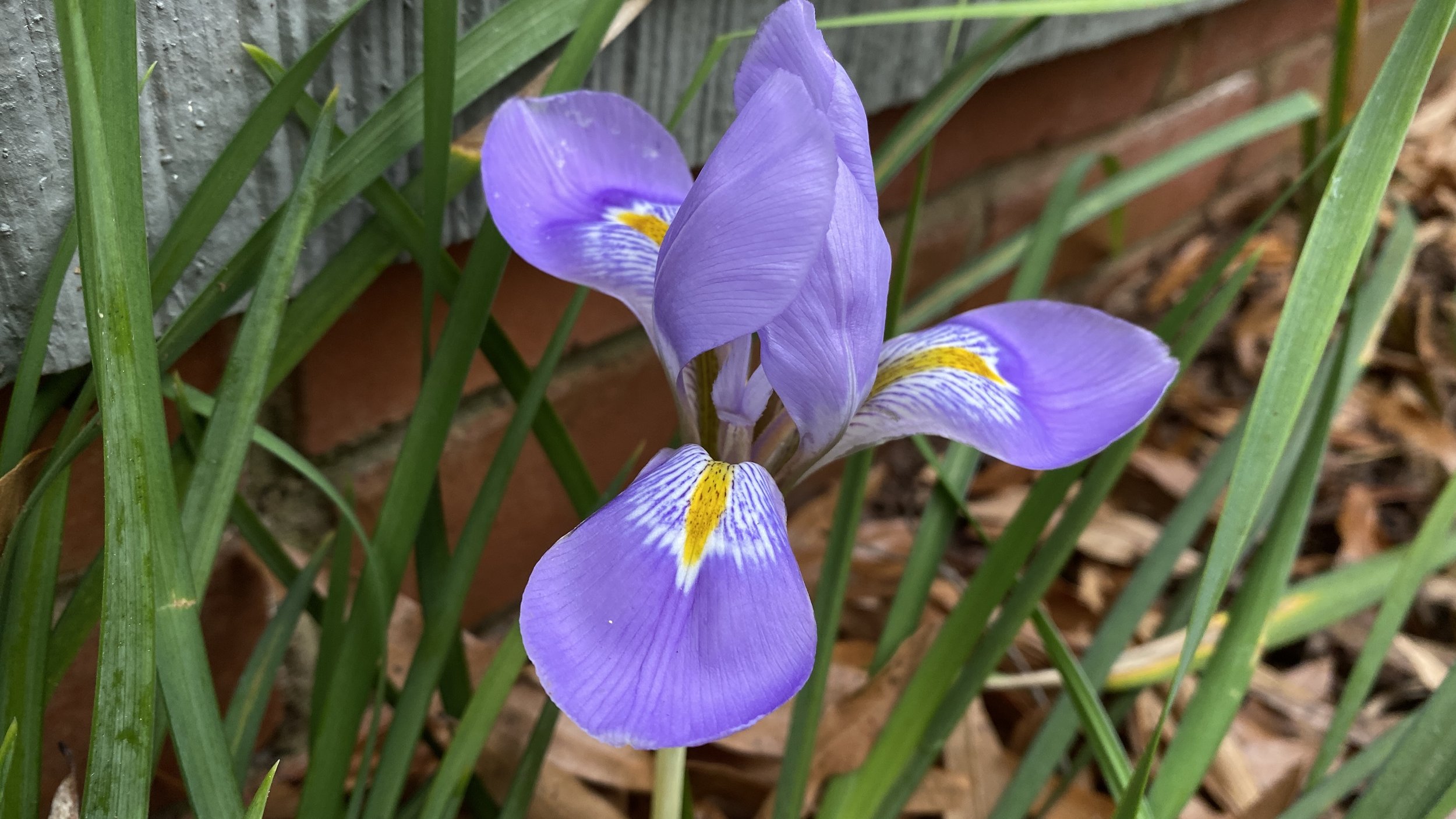 winter-blooming iris