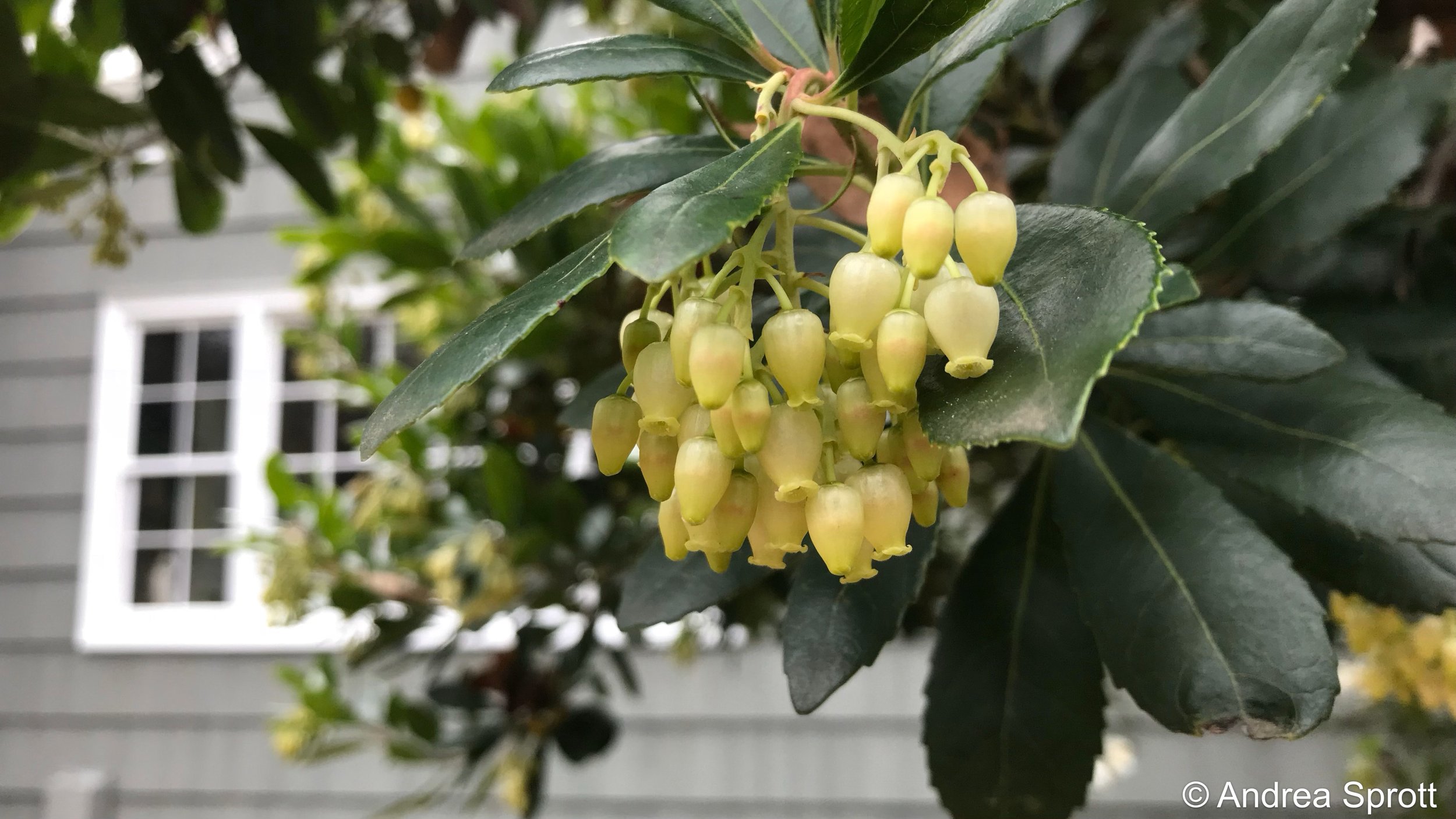 strawberry tree (bloom)