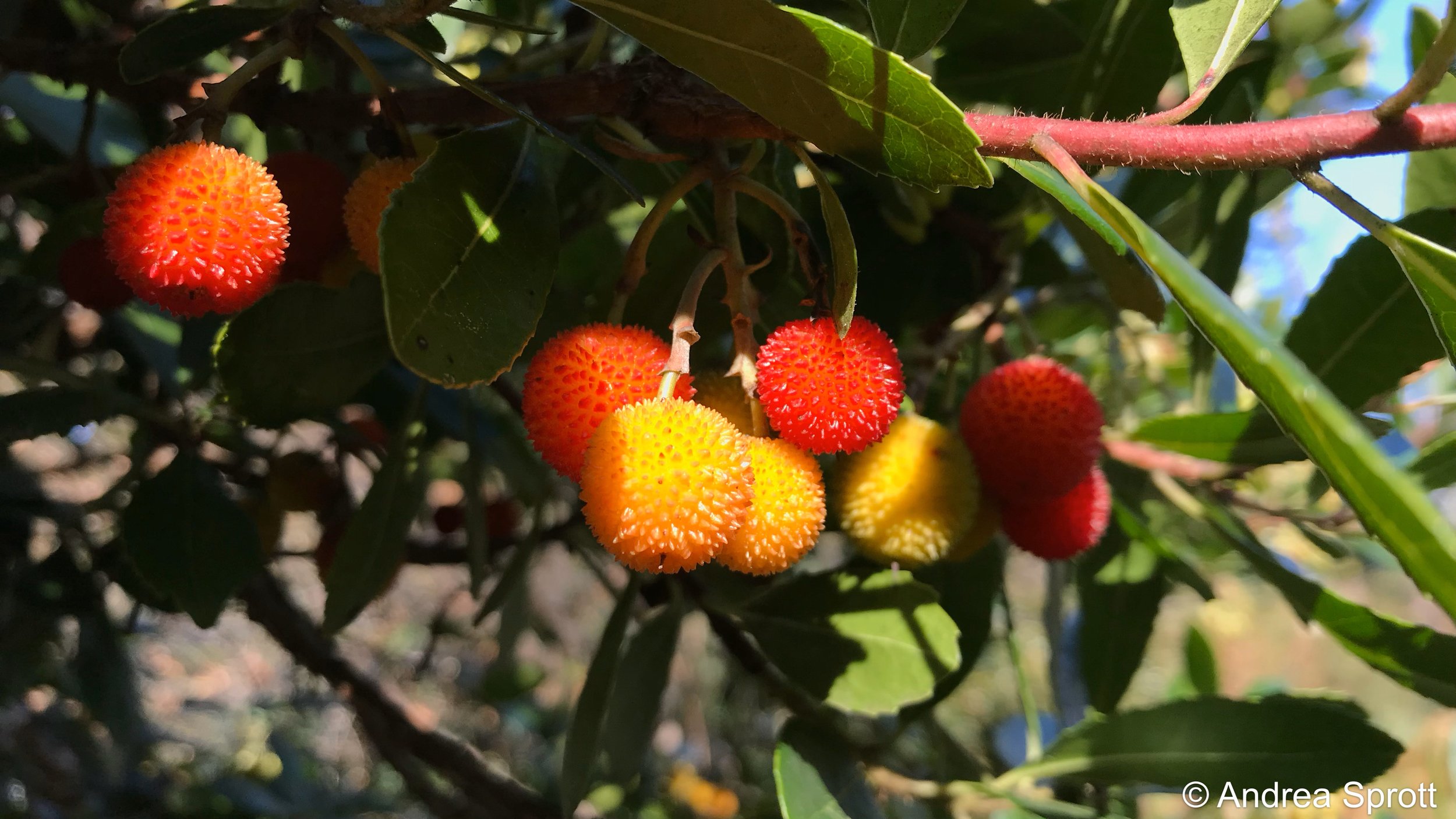 strawberry tree (fruit)