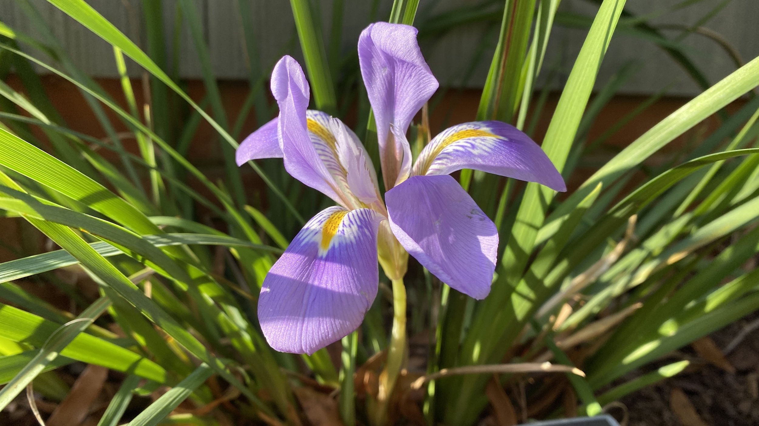winter-blooing iris