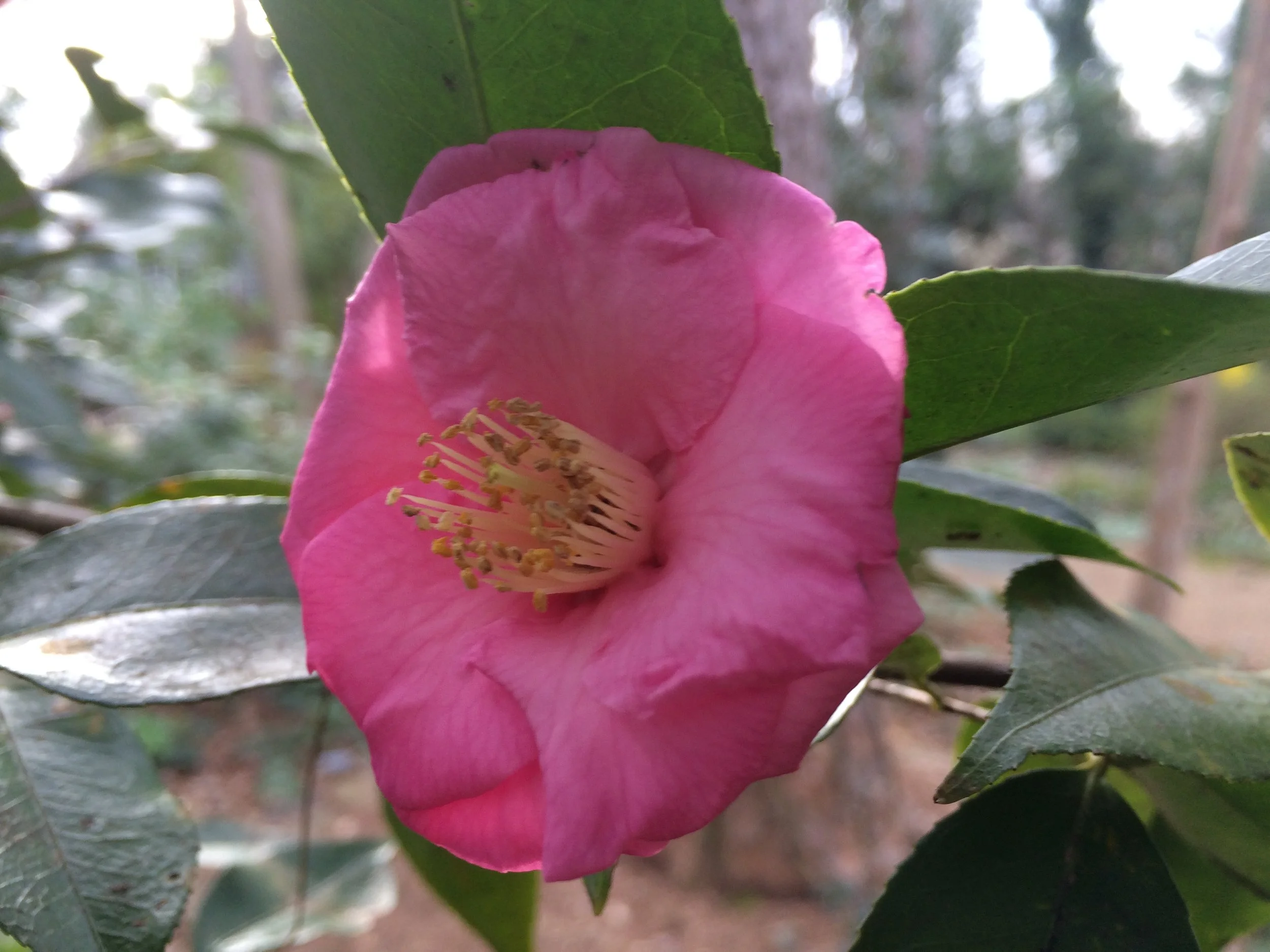 camellia