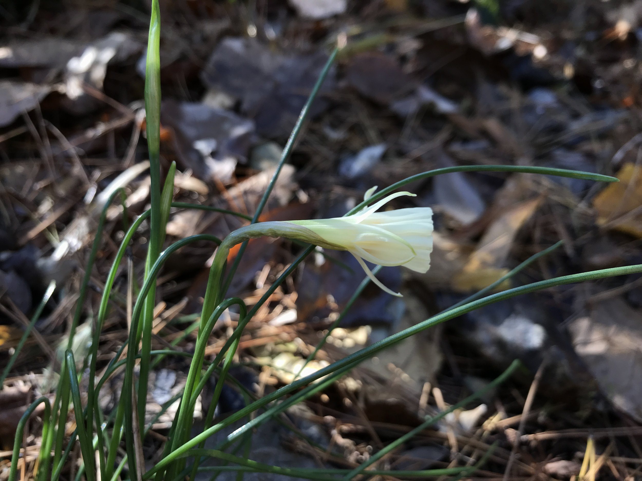 white hoopskirt daffodil