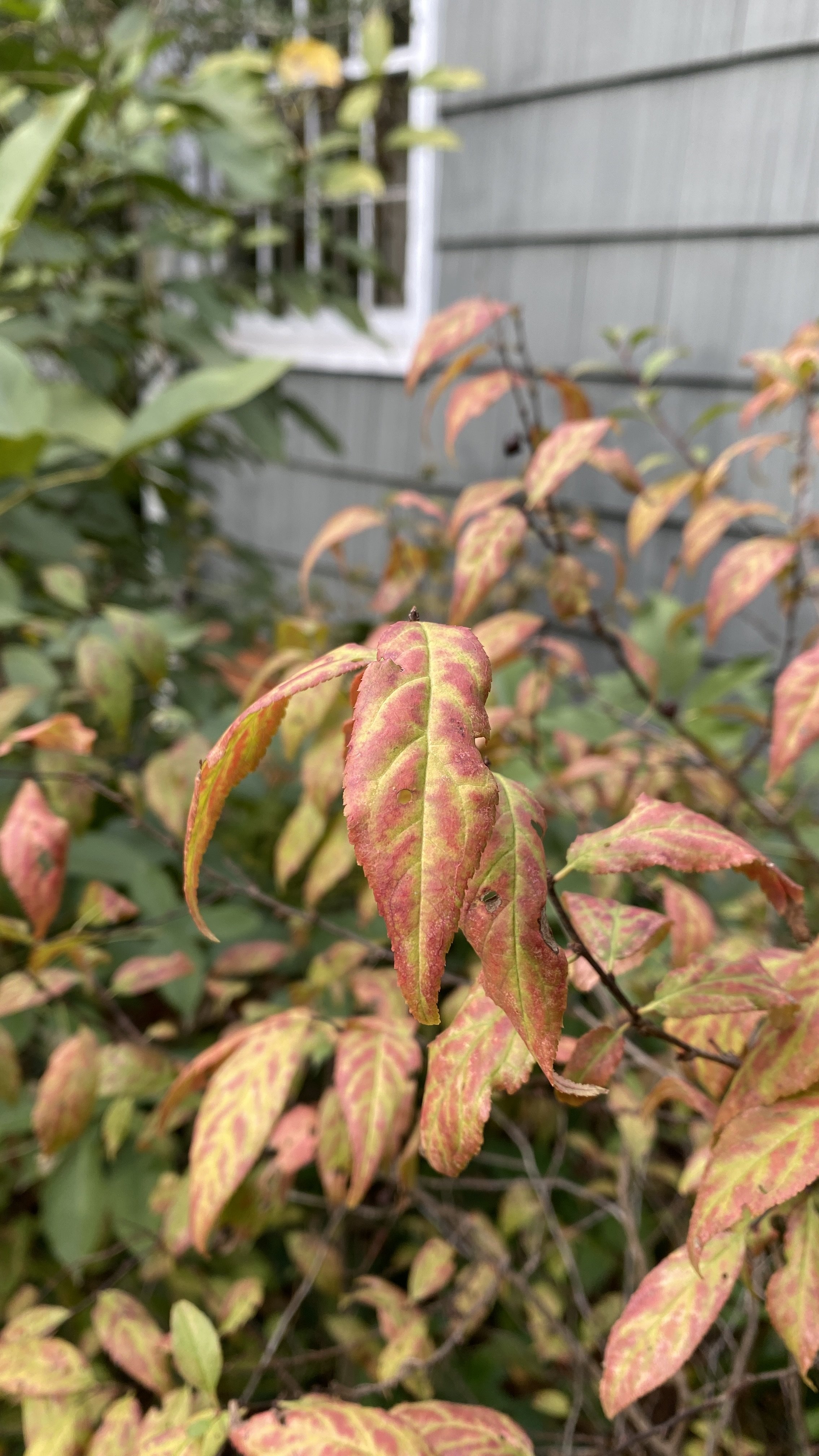 The coloration of the leaves of the  Prunus humilis  (dwarf bush cherry) is striking.  This was given to Elizabeth in October of 1957 by Caroline Dormon. 