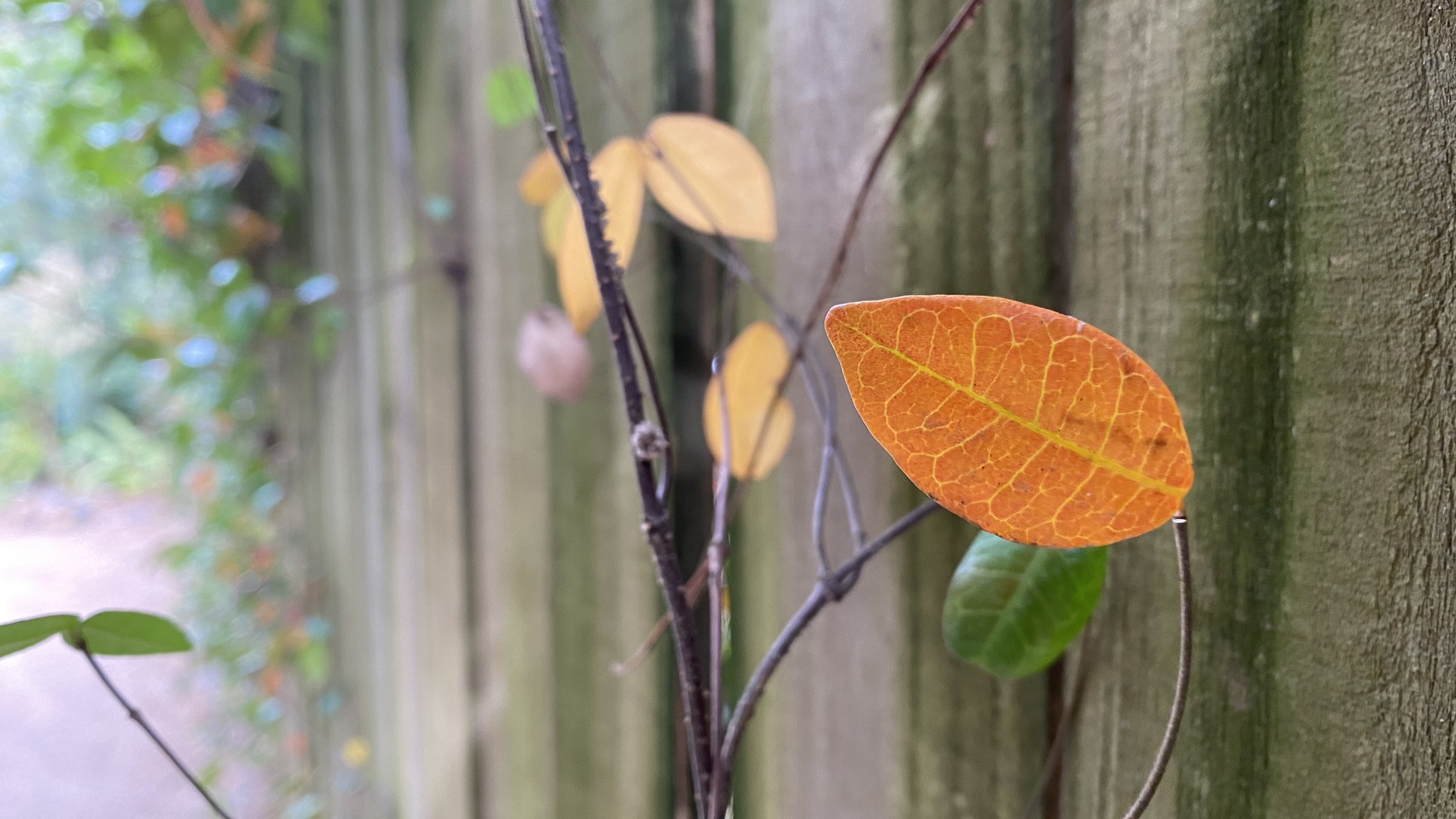  Even evergreen plants can have fall color, as witnessed in this brilliantly warm leaf of  Jasminum asiaticum  (Asiatic jasmine). 